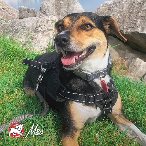 Miniatura 8 de Fromm Comida para perros con paté de mariscos, comida húmeda prémium para perros, receta de salmón, caja de 12 latas