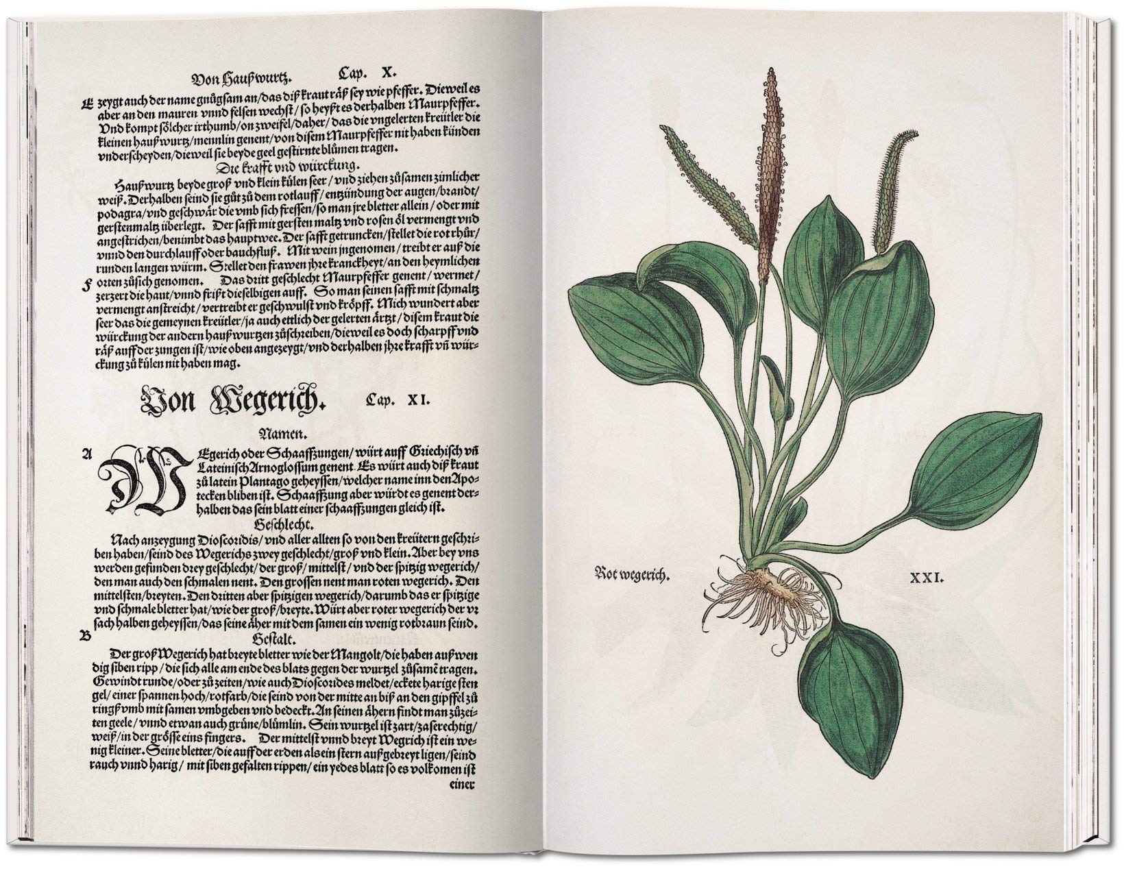 Leonhart Fuchs. Das Kräuterbuch von 1543