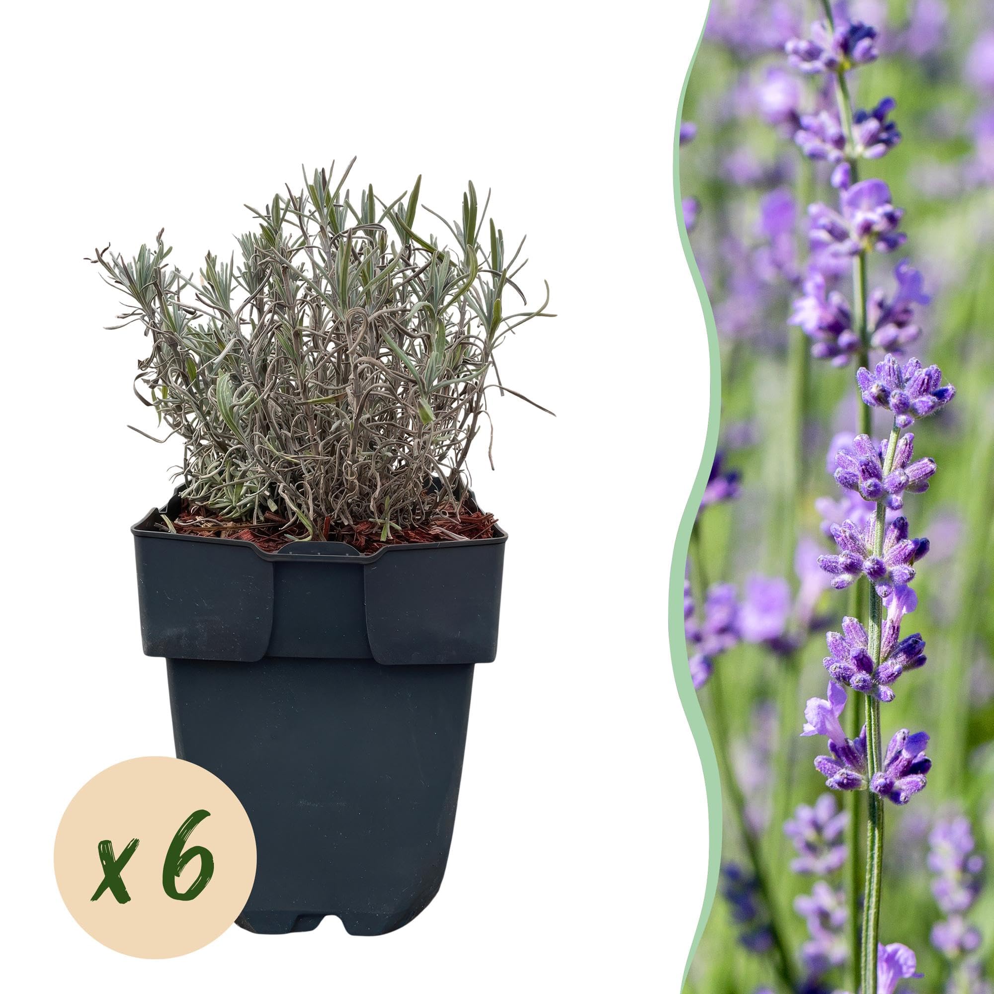 Lavandula angustifolia Hidcote - Lavandula Anguustifolia Hidcote - Feuilles grises - 6 plantes - 1 mètre courant - Feuilles persistantes - 17 cm de hauteur 30 cm - Plante parfumée et respectueuse des