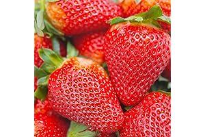 Premium Strawberry Seeds for Bountiful Indoor Harvest