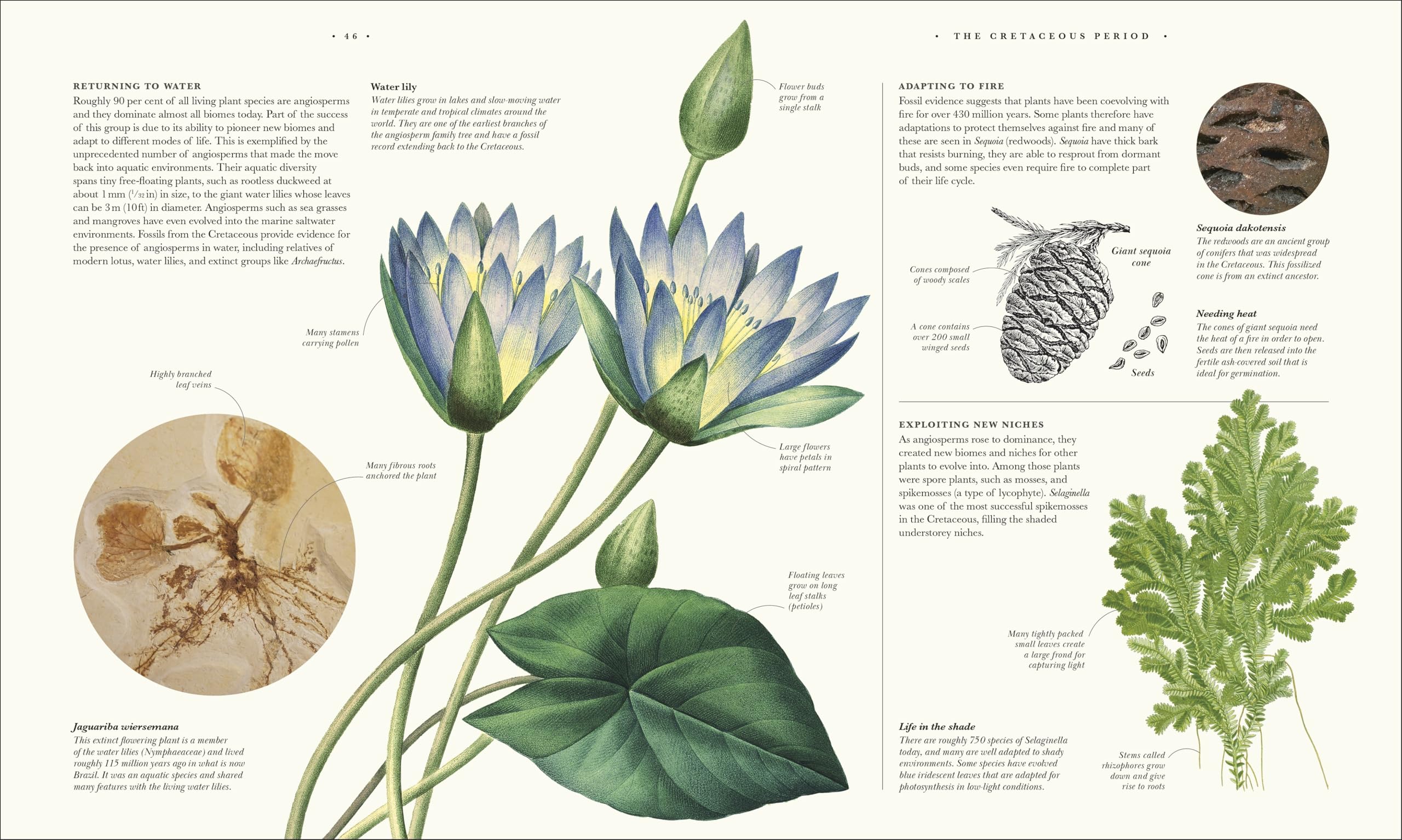 Atlas of Botany: An Exploration of Plants Across Time and Around the World