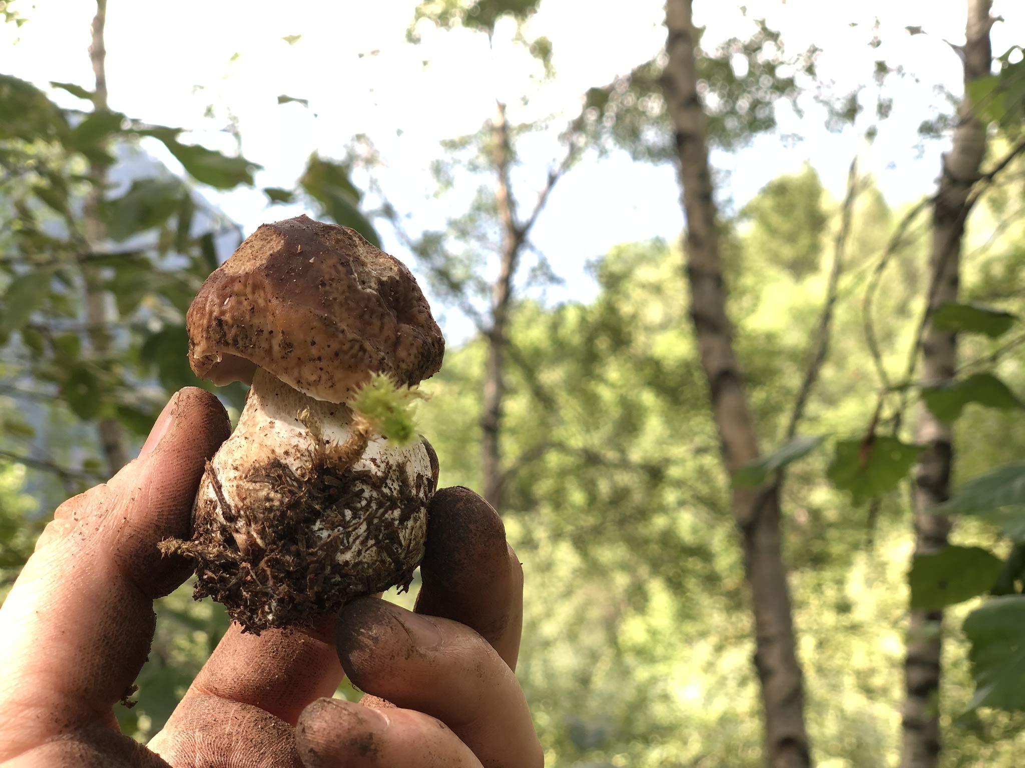 Scherini Valtellina - Raffinati funghi Porcini secchi EXTRA QUALITY 70g
