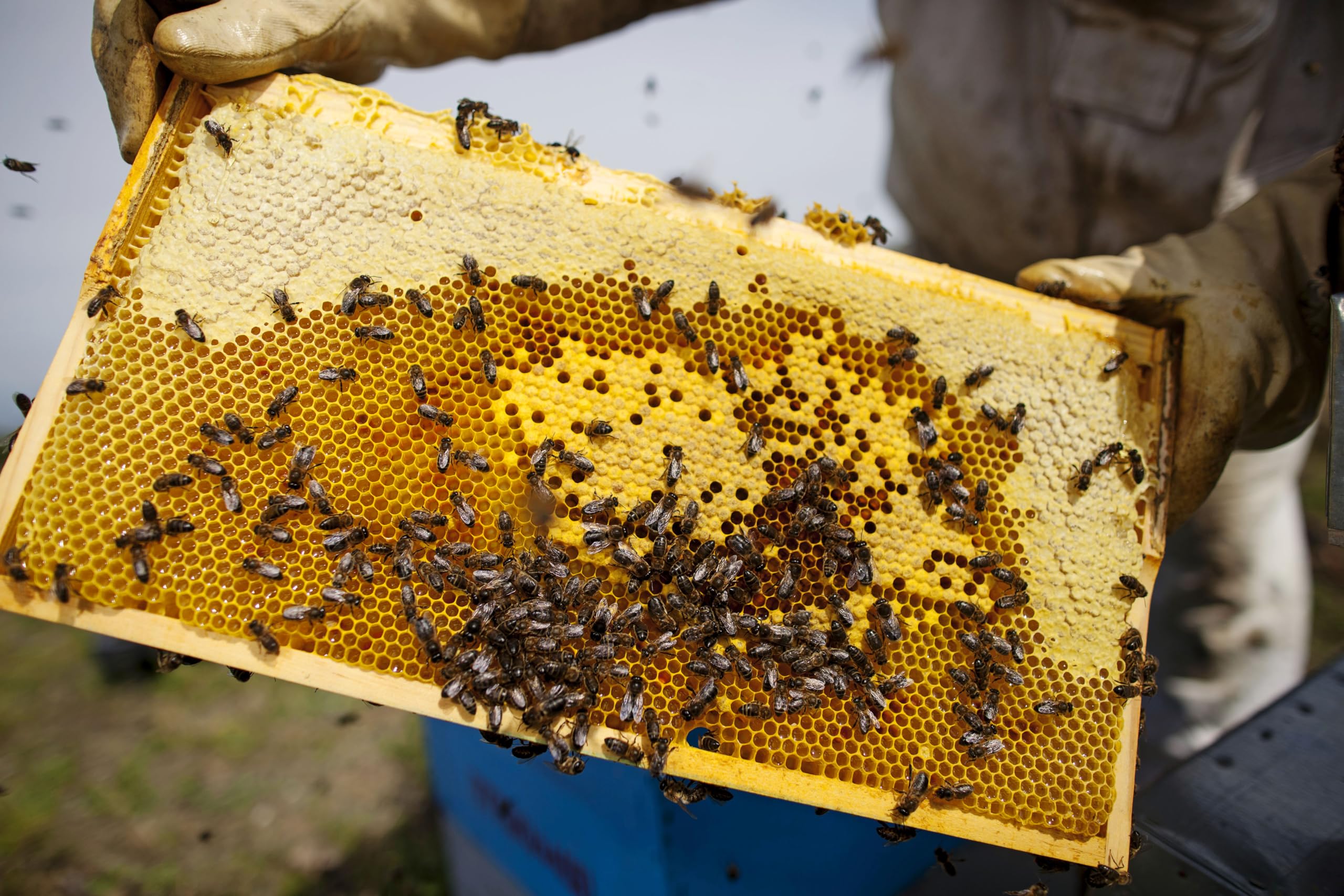 Miel pura de abeja Paraje Natural les Alberes. Origen Alt Empordà, Cataluña, España. 100% natural, artesana y sin pasteurizar. Miel directa del apicultor. (Tarro cristal 1000 gr.)