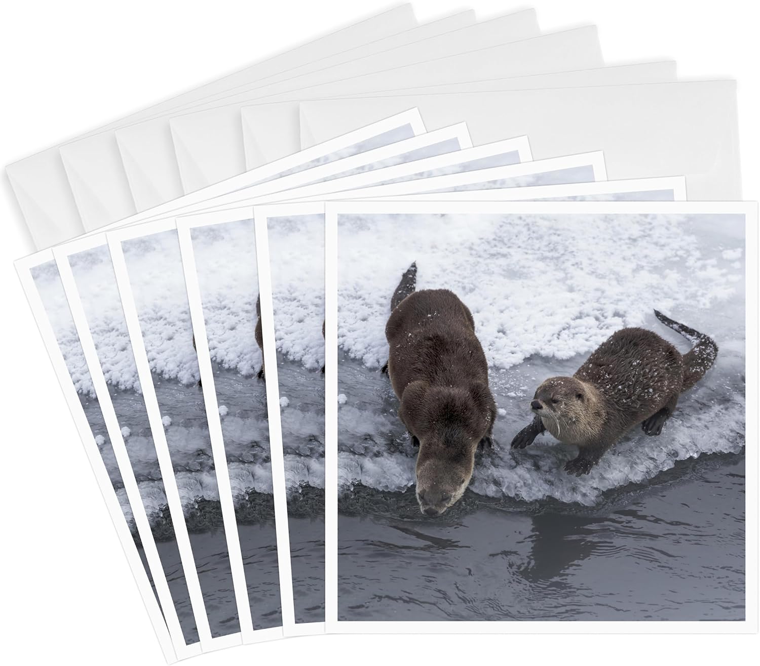3dRose Greeting Cards - USA, WY, Yellowstone NP. Two northern river otters. - 6 Pack - Animals
