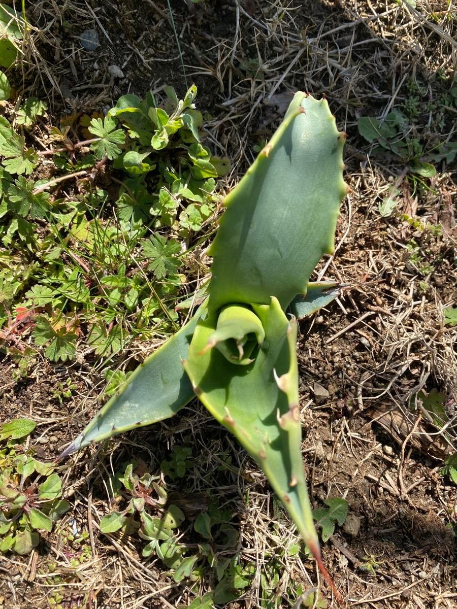 Amazon.co.jp: 多肉植物 アガベ アオノリュウゼツラン 抜き苗 : ホビー