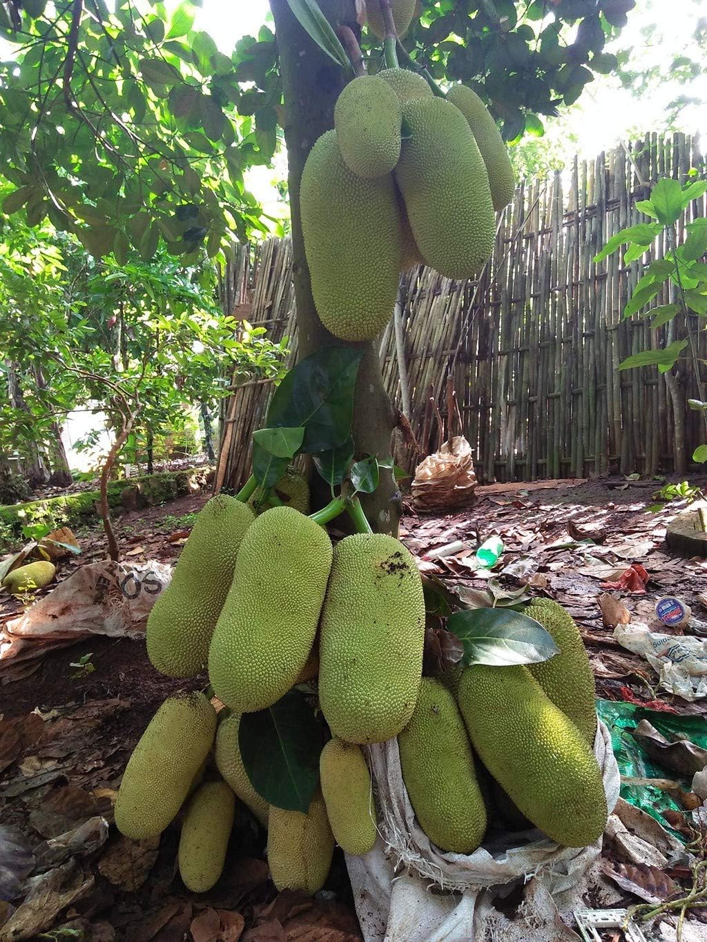 Vietnam super early grafted jackfruit plant || plant for Vietnam super early grafted jackfruit, pack of 2 (B0CZ9BNSVS) Amazon Price History, Amazon Price Tracker