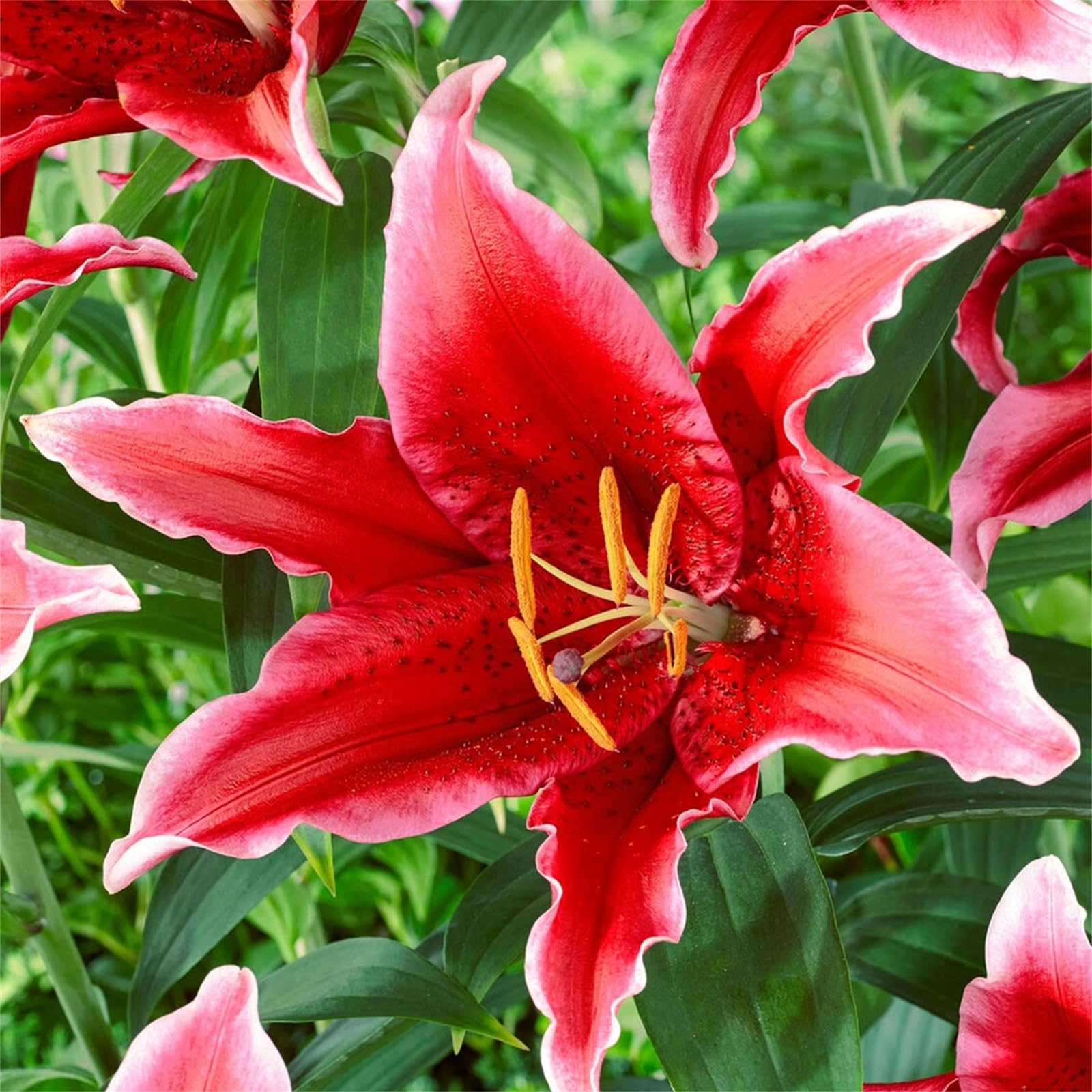Multiple Colours Perennial Lily Bulbs, Ready to Plant Now for Beautiful Garden Display-4bulbs-A