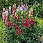 100 Lupine Flower Seeds – Colorful Perennial Blooms for Borders and Pollinator Gardens, Non-GMO and Easy to Grow