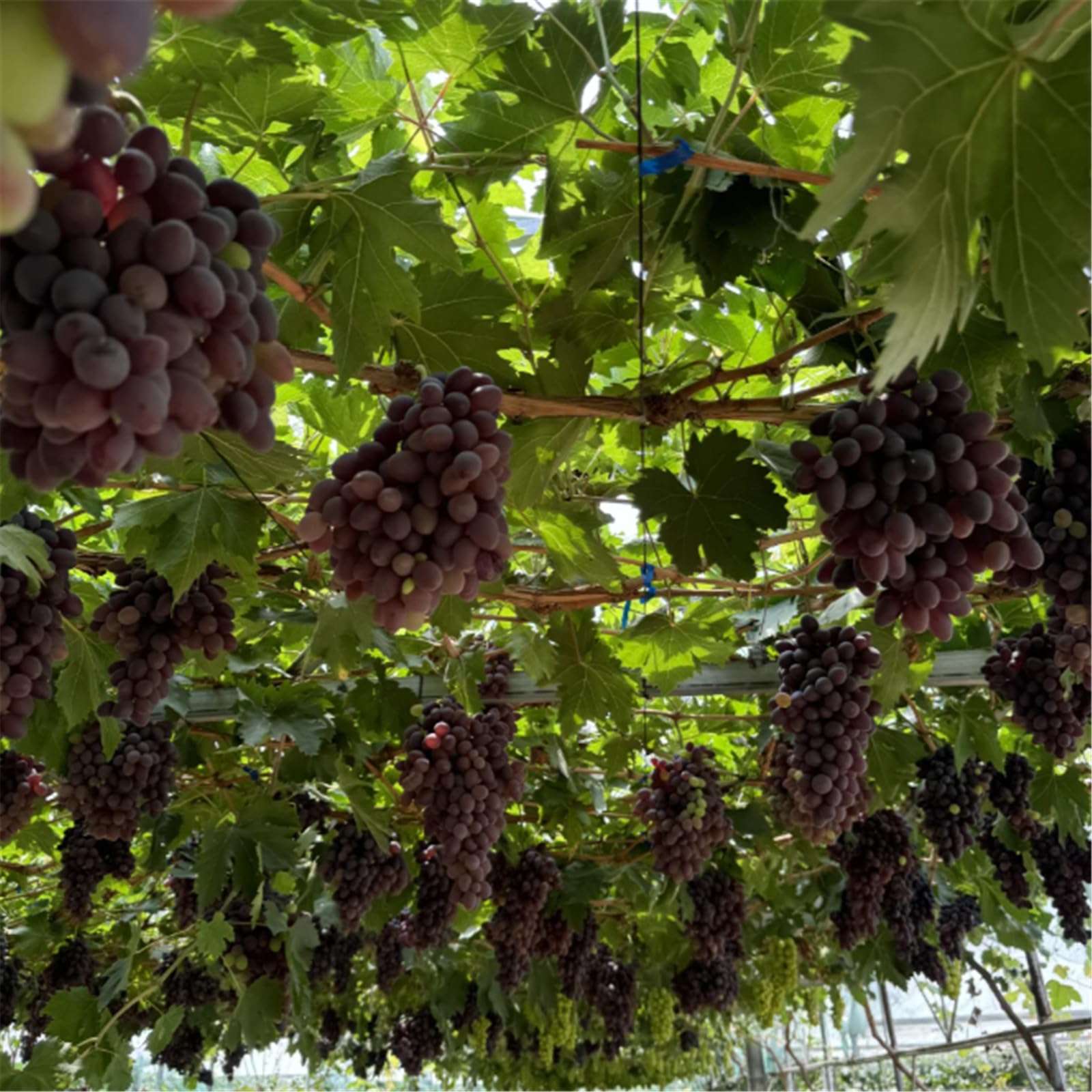 Hardy Perennial,Grape Plants UK, Excellent Display Grape Vines Suitable for Growing in English Gardens