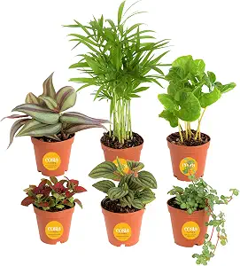 Costa Farms Live Indoor House Plants, 6-Pack - Assorted Varieties