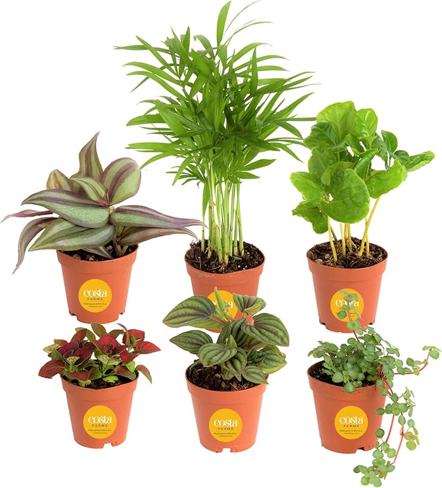Costa Farms Live Indoor House Plants, Live Indoor Plant, Easy Care | Hand-selected assorted mix, varieties may vary. Great indoor houseplants. Housewarming or birthday gift. 6-pack.