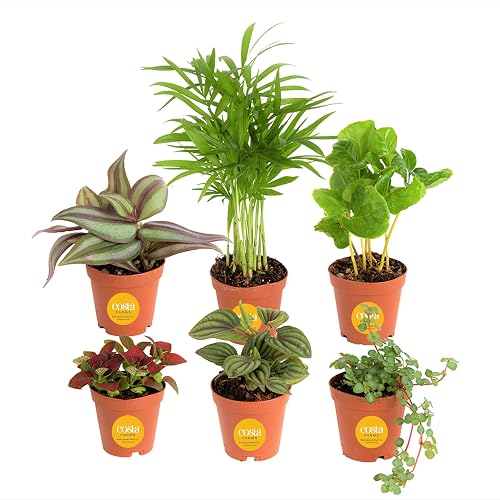 Costa Farms Live Indoor House Plants, Live Indoor Plant, Easy