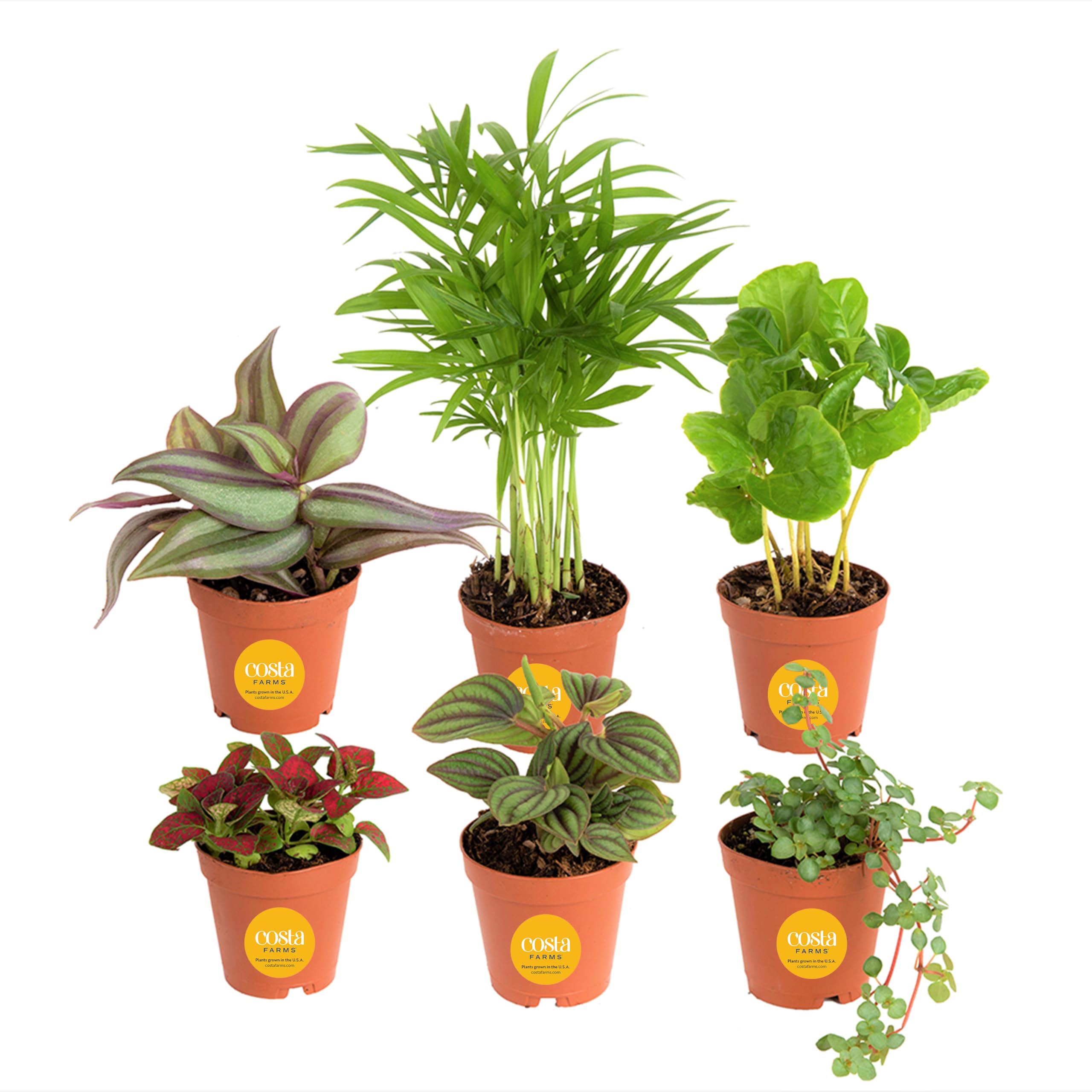 Amazon.com: Costa Farms Plantas vivas mini de interior en macetas