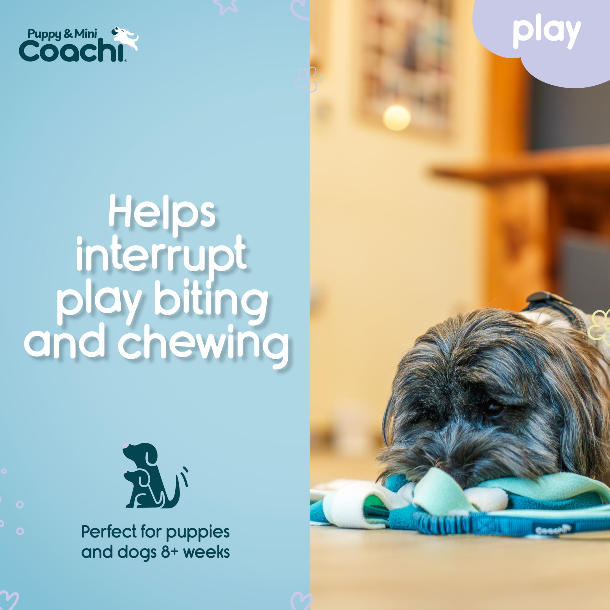 Coachi Puppy & Mini Tuggi Spider, Great for Tug & Play, Strong Dog Toy, Stretchy Bungee Handle, Reward Training, Recall - Image 3
