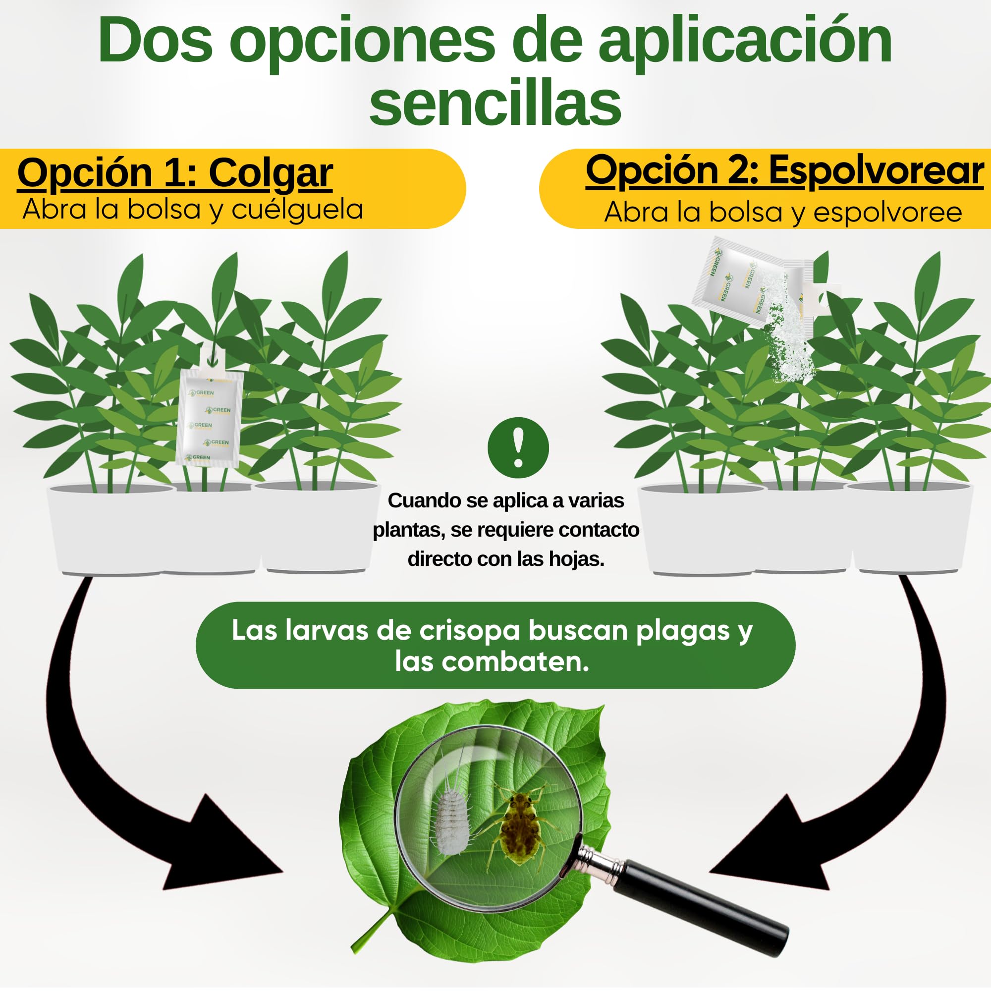 GREEN GUARDIA Huevos para larvas de crisopas contra pulgones y cochinillas – 1 bolsa – agente biológico para combatir eficazmente pulgones y cochinillas para plantas de interior y ornamentales UVM.