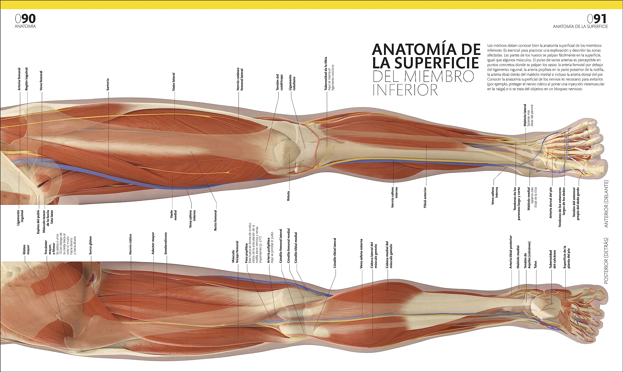 El gran libro del cuerpo humano. Edición actualizada y ampliada: La guía visual definitiva