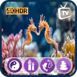 Stunning Seahorse Aquarium 4K - Underwater World with Live Forecast