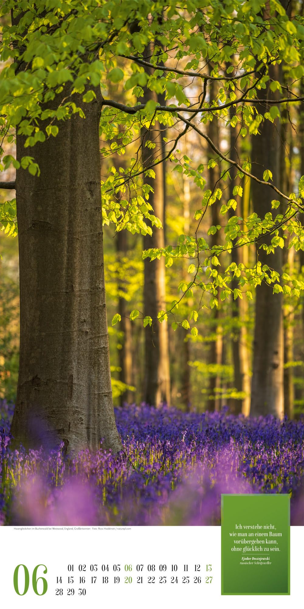 Mythos Wald Literatur-Kalender 2027: Abwechslungsreicher Natur-Kalender im schlanken Hochformat (33x66 cm) | Wald-Motive mit Zitaten