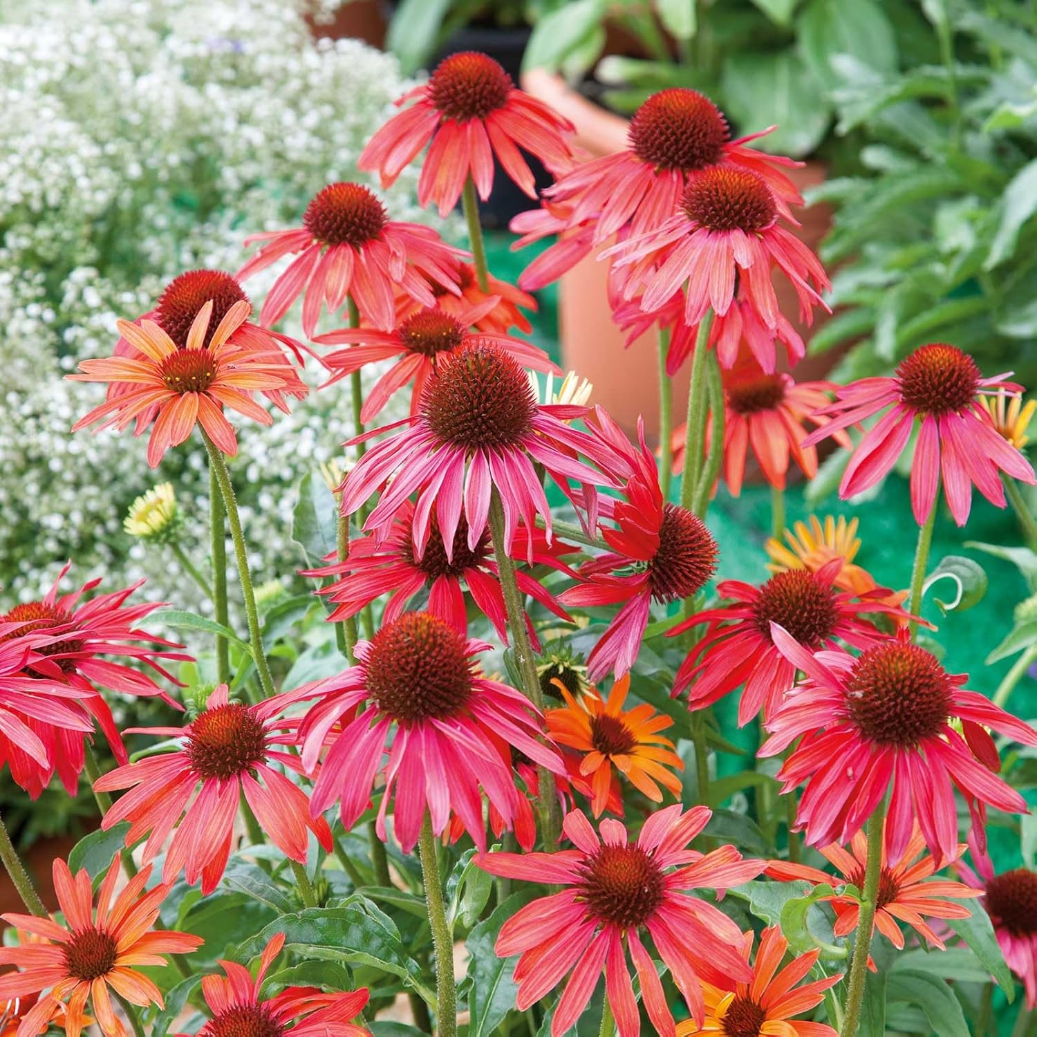 Eden Brothers Echinacea Roots - Sunseekers Salmon