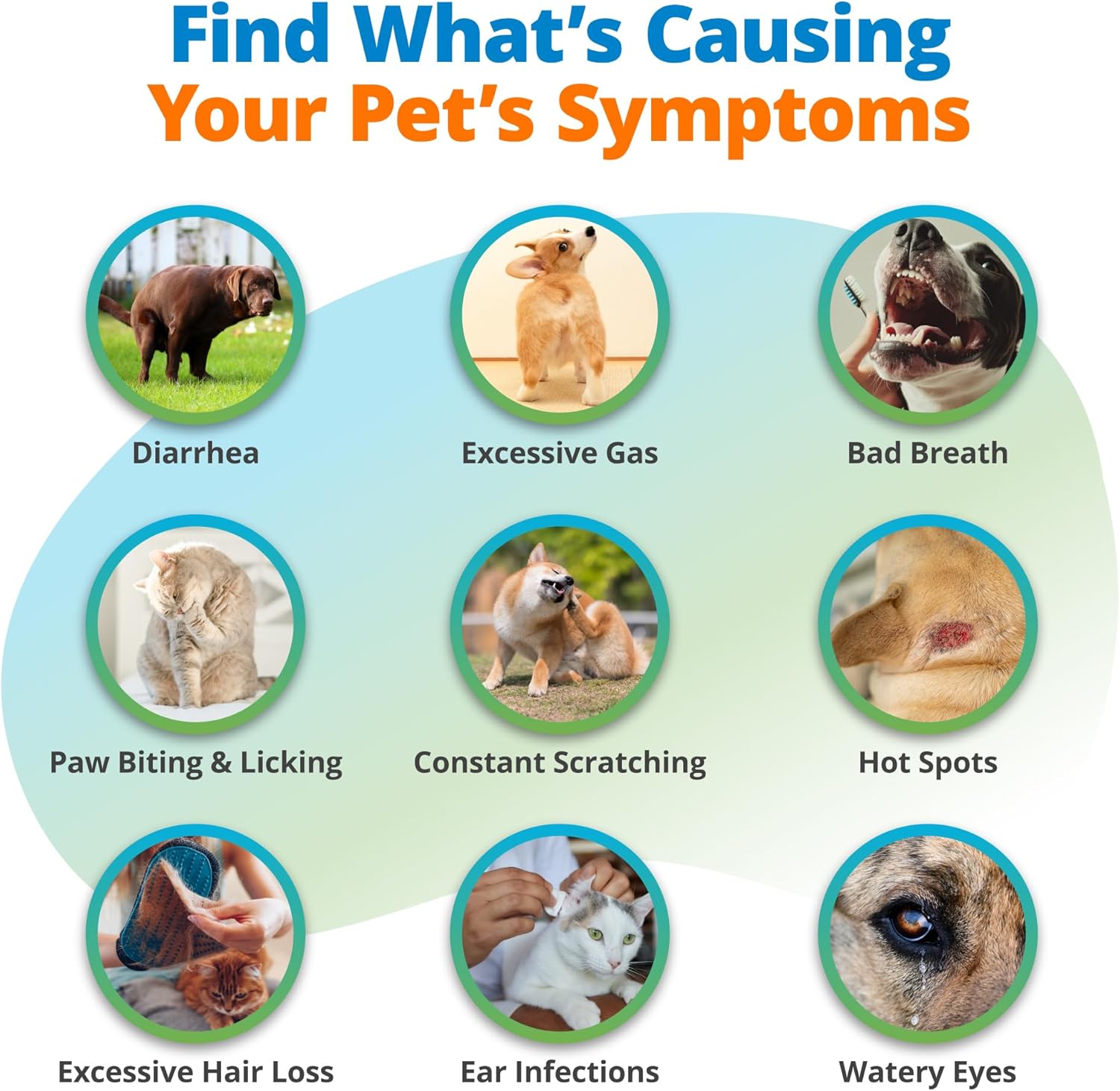 5Strands Pet Food Intolerance & Environmental Sensitivity Test, at Home Gut Health Test for Dogs & Cats, 857 Items Tested, Pet Health Check, Results in 4 Days, for All Ages and Breeds