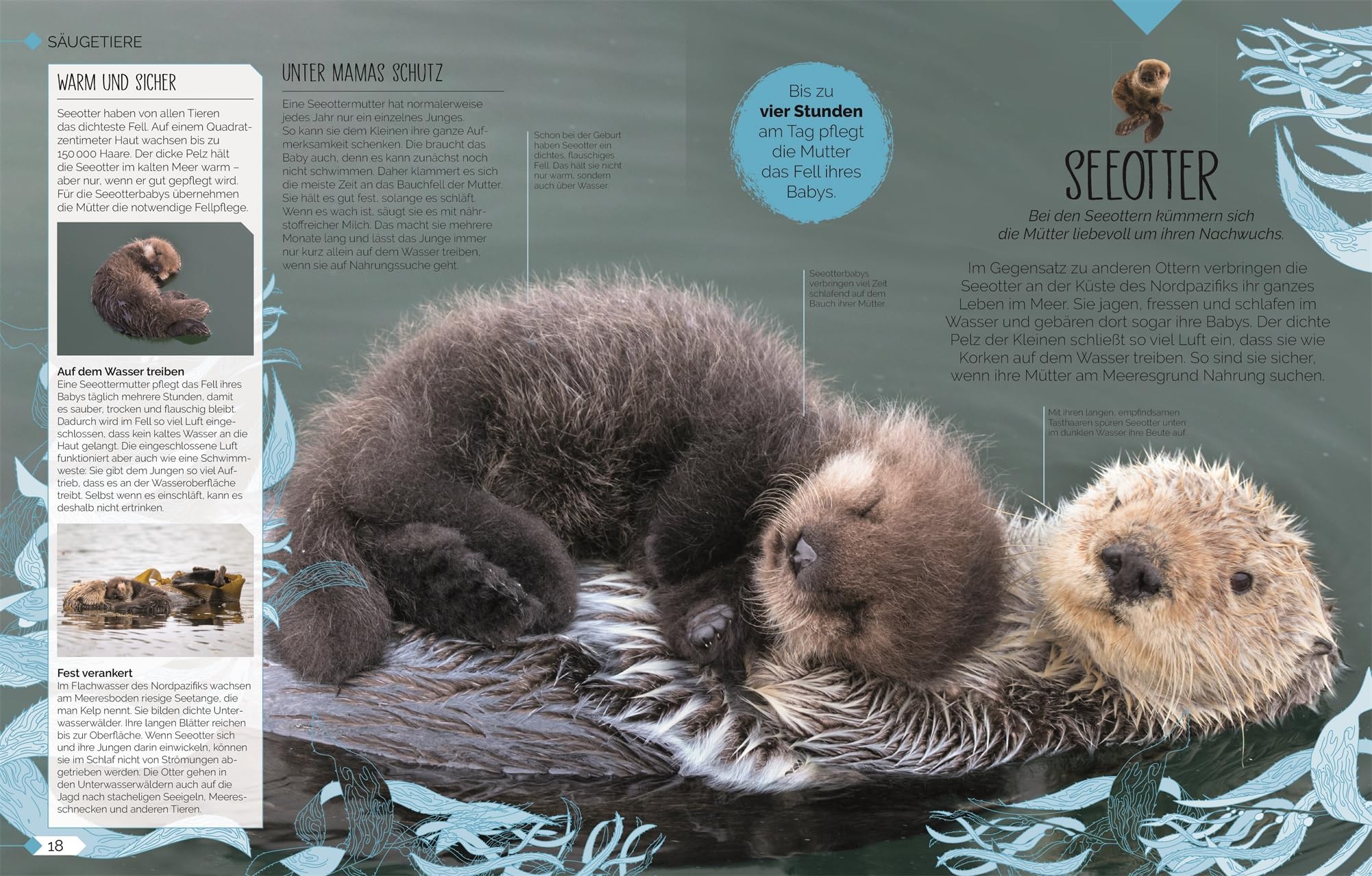 Tierkinder der Wildnis: Schau zu, wie Koala, Otter und Giraffe ihre Welt entdecken! Sachbuch mit großformatigen Fotografien und spannendem Wissen über Tierbabys. Für Kinder ab 5 Jahren