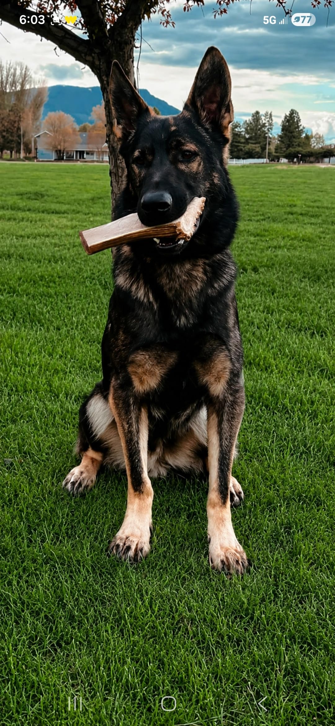 Jumbo Elk Antler Split para perros – Xxl L Natural Premium Grado A. Masticable de cuernos naturalmente derramado, seleccionado a mano y fabricado en los Estados Unidos. Sin