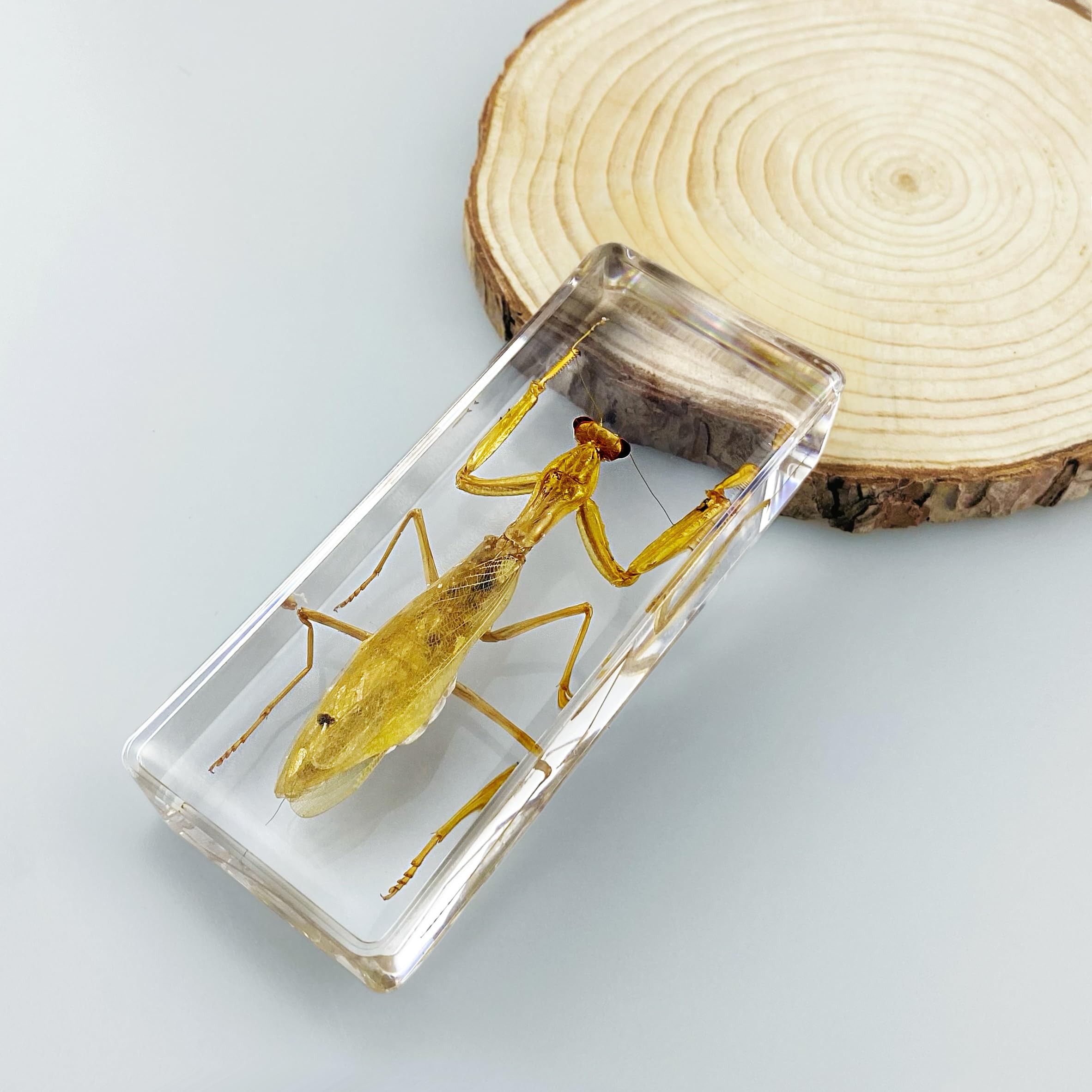 Mantide Tassidermia in resina di grandi 110mm x 43 mm, Campioni animale reale di Insetto esemplare per l'arredamento scientifico biologia (Mantide-1PC)