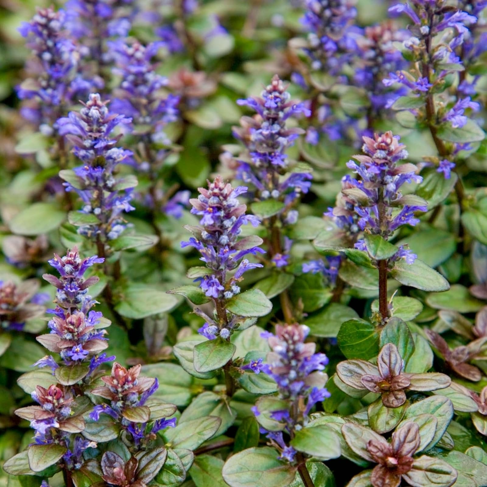 Carbeth Plants Ajuga Reptans Chocolate Chip in 1L Pot x1