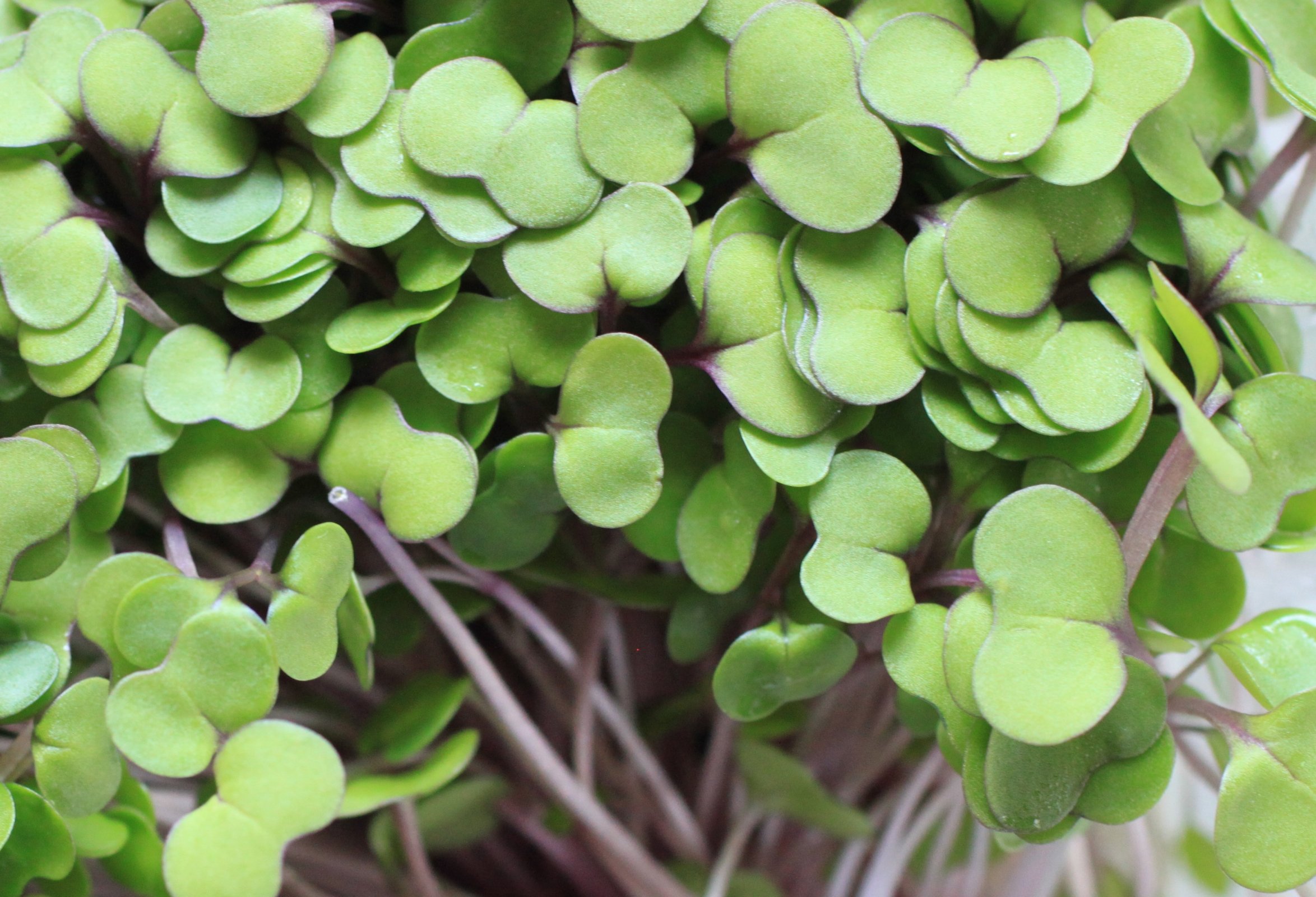Microgreens Seeds- Arugula Rocket- 1 Ounce (23,500 Seeds)