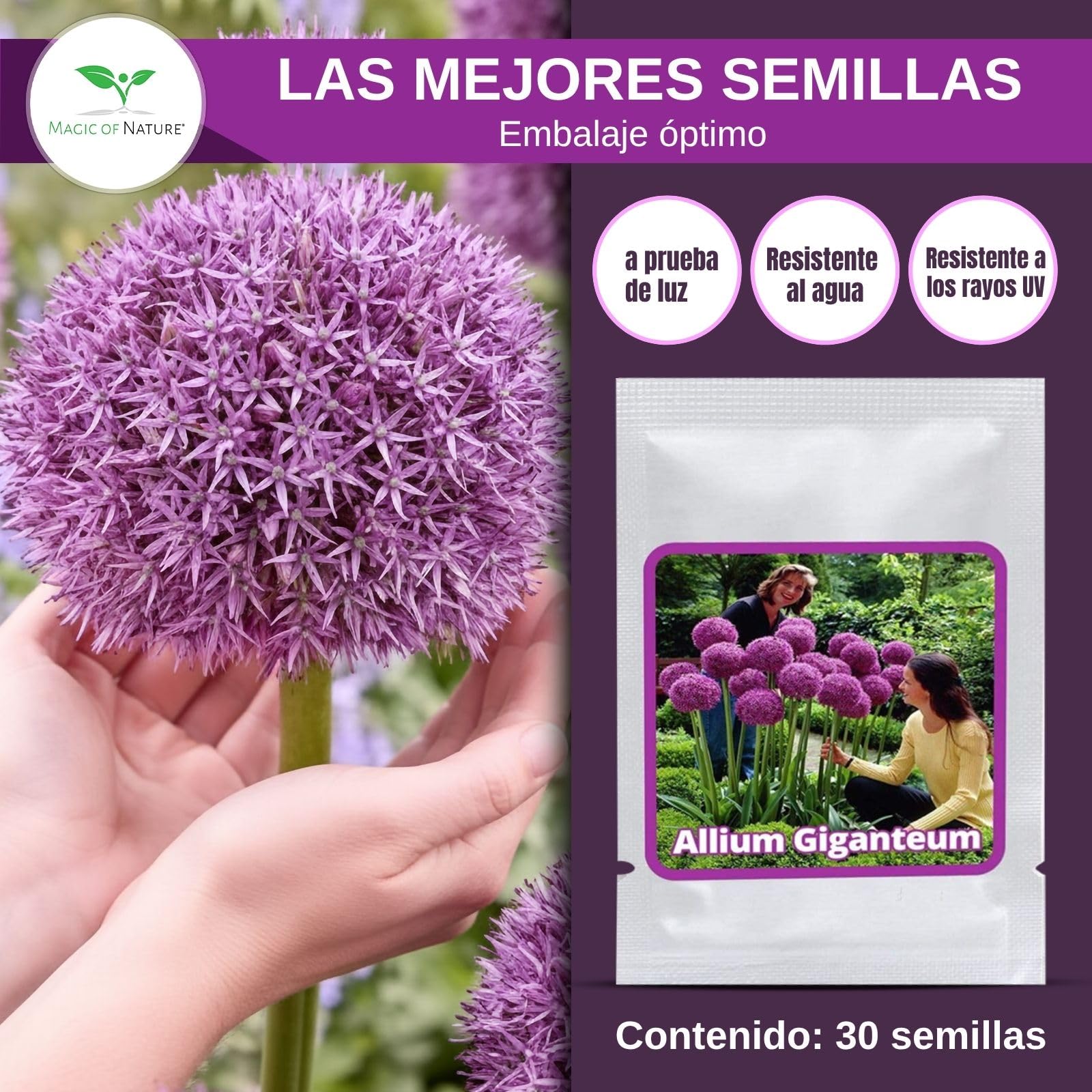 Magic of Nature Semillas de Allium Gigante (30 uds) Allium giganteum, Resistente y Perenne - Flores Violetas hasta 150cm para tu Jardín