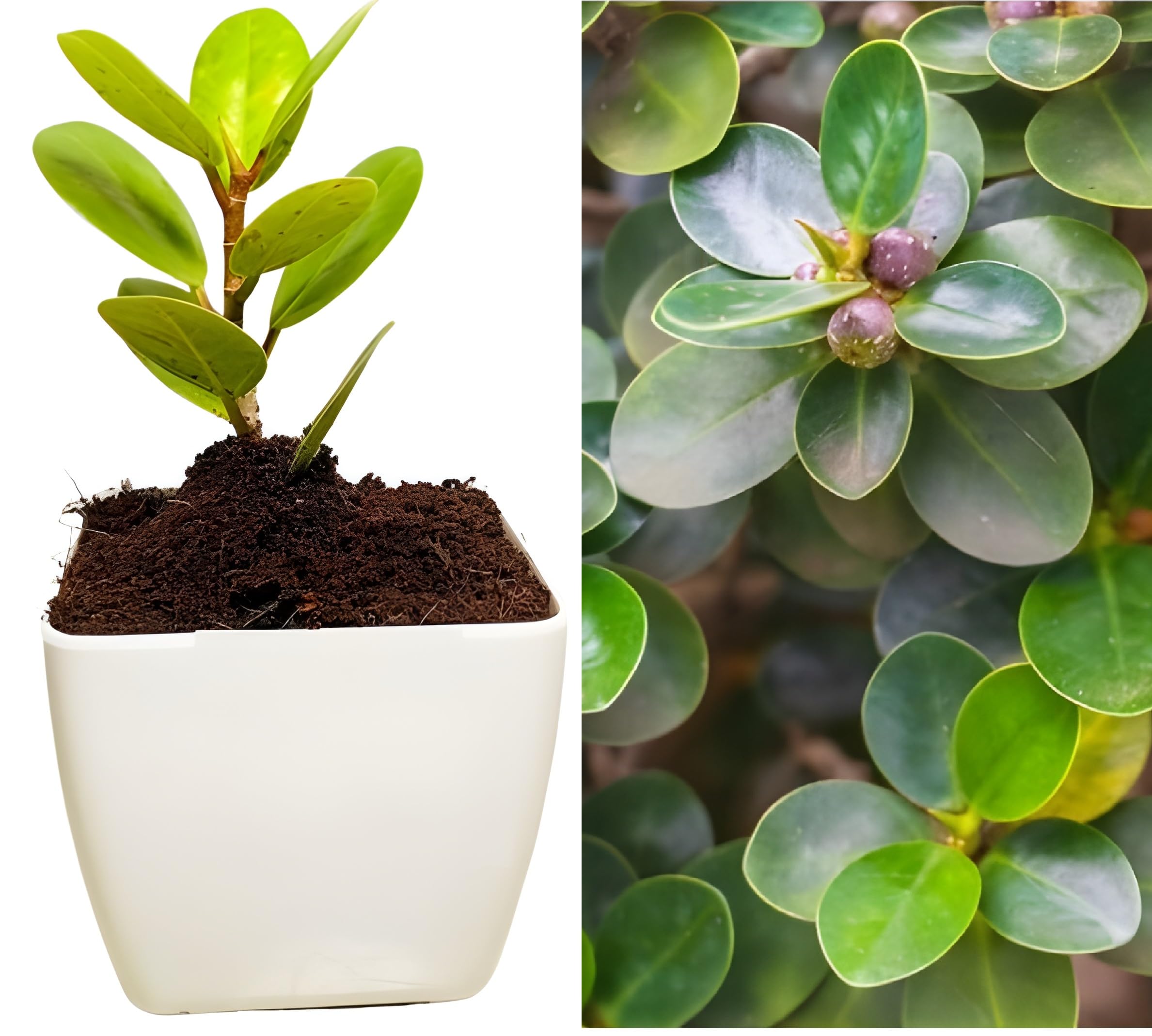 Green view® Plant China Bot Small Leaves China Banyan Tree Kamarup Malyan Banyan Ficus Microcarpa Curtain Fig Gajumaru Live Plant Original Variety