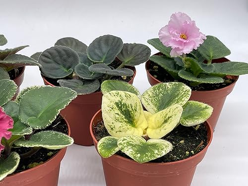 Miniatura 6 de BubbleBlooms Harmony's African Violets - Juego surtido de macetas de 4 pulgadas, 5 plantas de violeta africana diferentes, Natural
