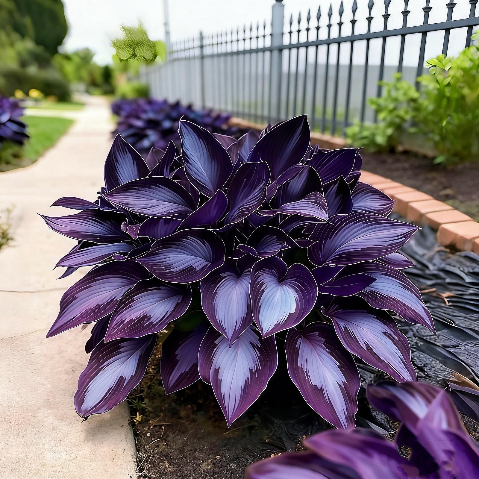 Perennial/Butterfly Flower/Striking Hosta Bulbs Mix for Planting Now UK/Potted Viewing/Excellent Display/Hostas rhizomes-8Bulbs -D