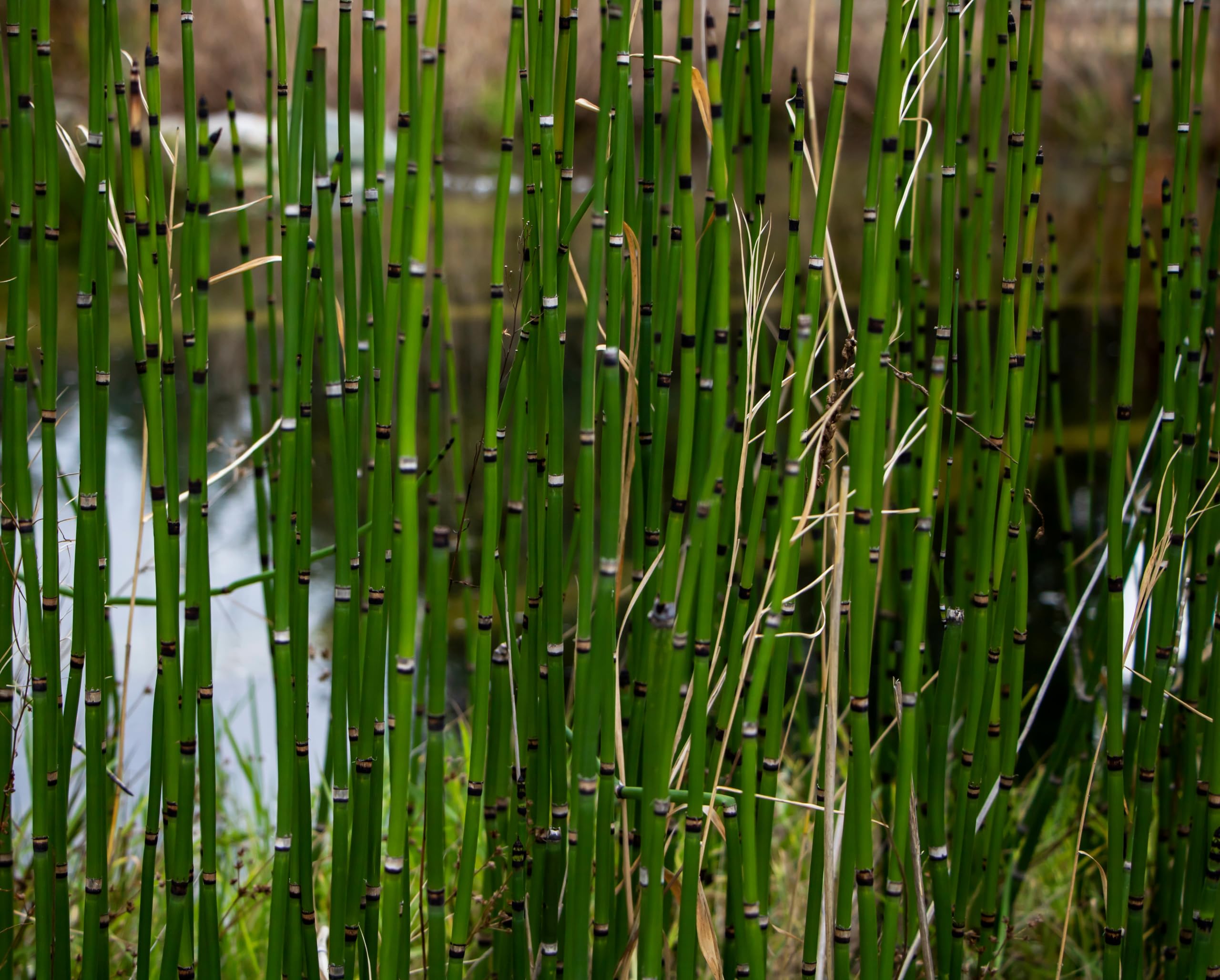 Marginal Aquatic Pond Plant - (Equisetum Hyemale) - 9cm