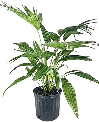 Chinese Fan Palm - Live Plant in an 10 Inch Growers Pot - Livistona Chinensis - Beautiful Clean Air Indoor Outdoor Houseplant