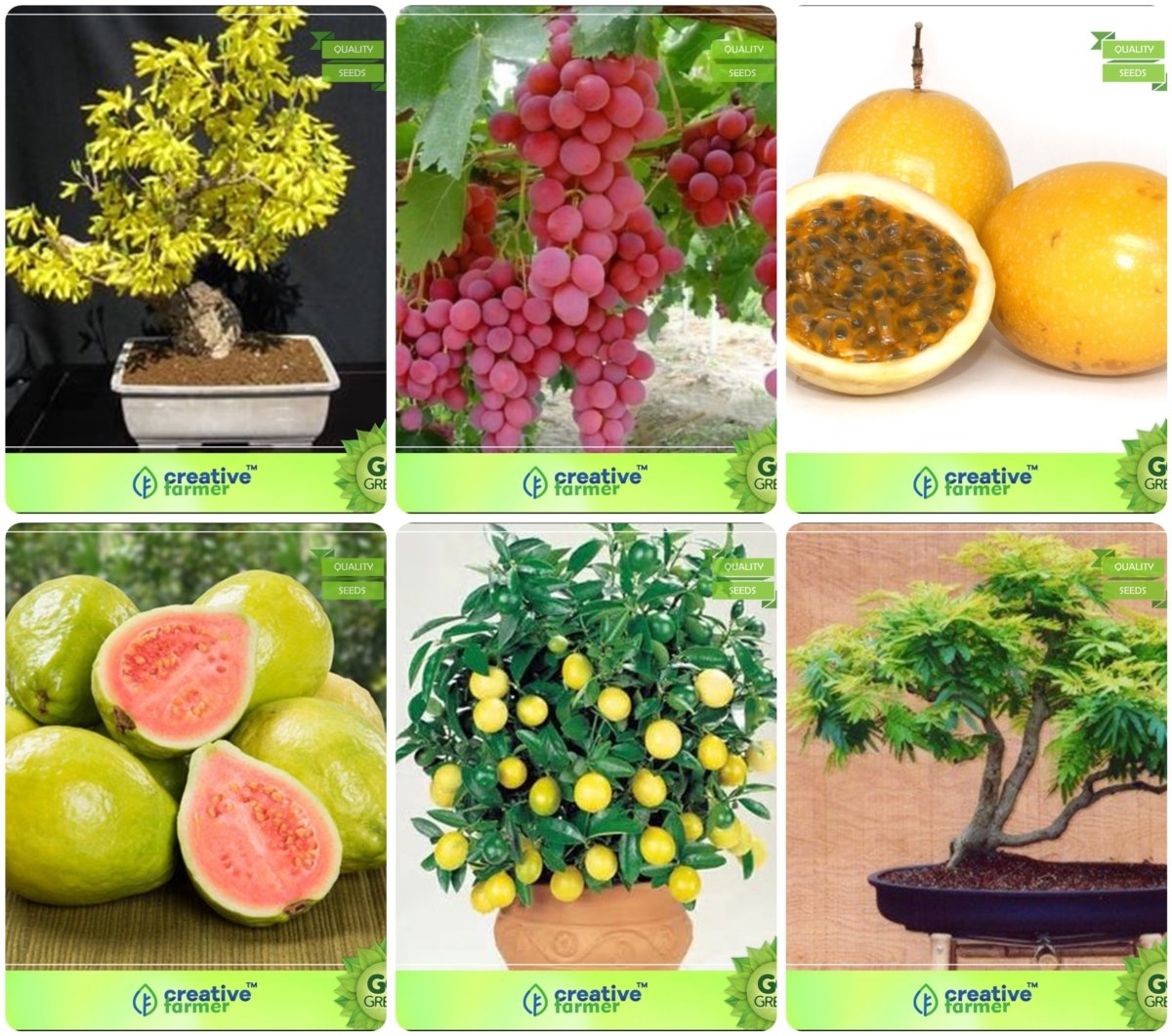 Creative Farmer Bonsai Suitable Seeds : Best Combo Seeds Combo Golden Rain Tree, Grape, Passion Fruit - Yellow, Thailand Guava,Lemon Bonsai,Gulmohar Garden Seeds Pack By Creativefarmer