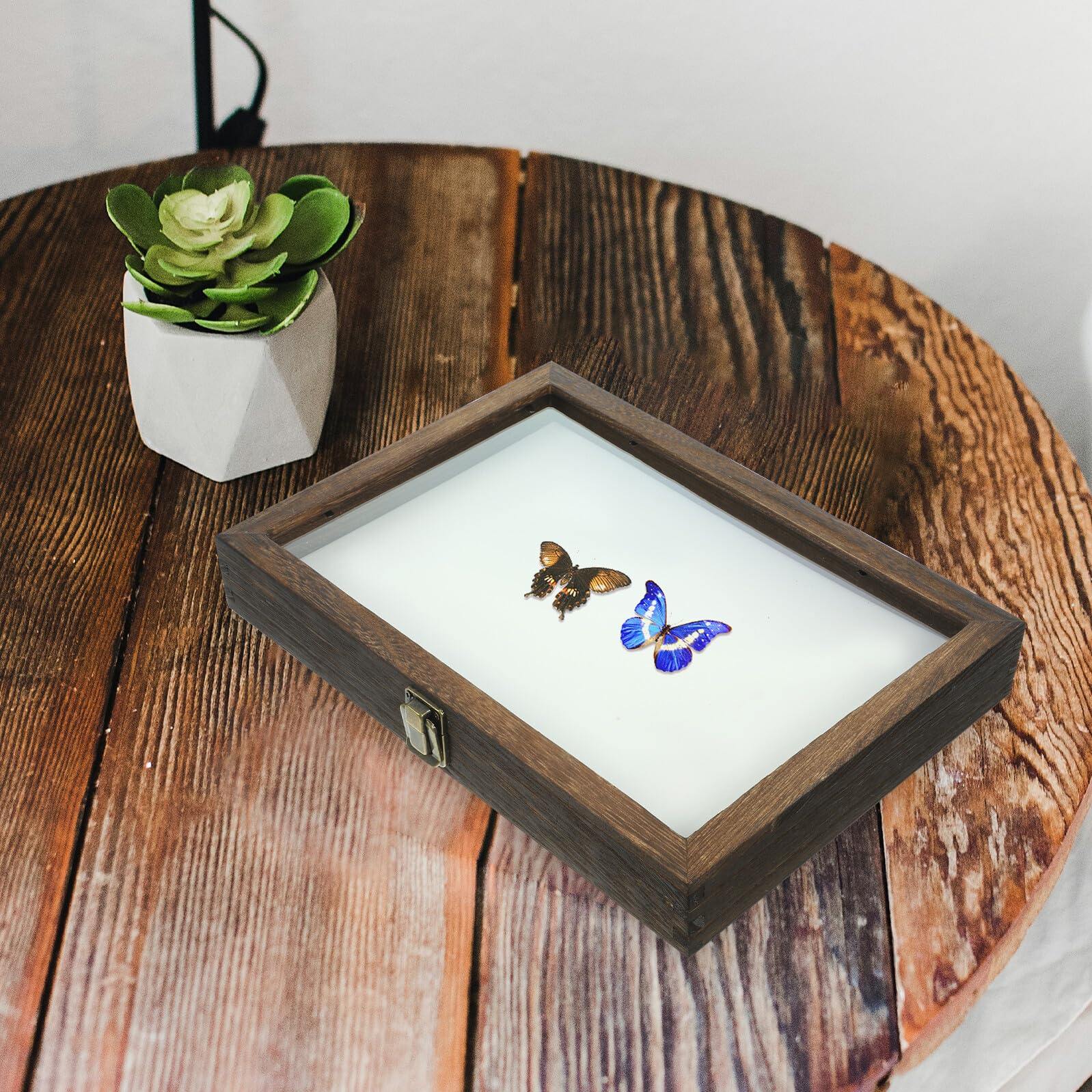 Espositore per Collezione e Decorazione da in Legno con Coperchio Trasparente , Vetrina Protettiva Anti Polvere per e Farfalle