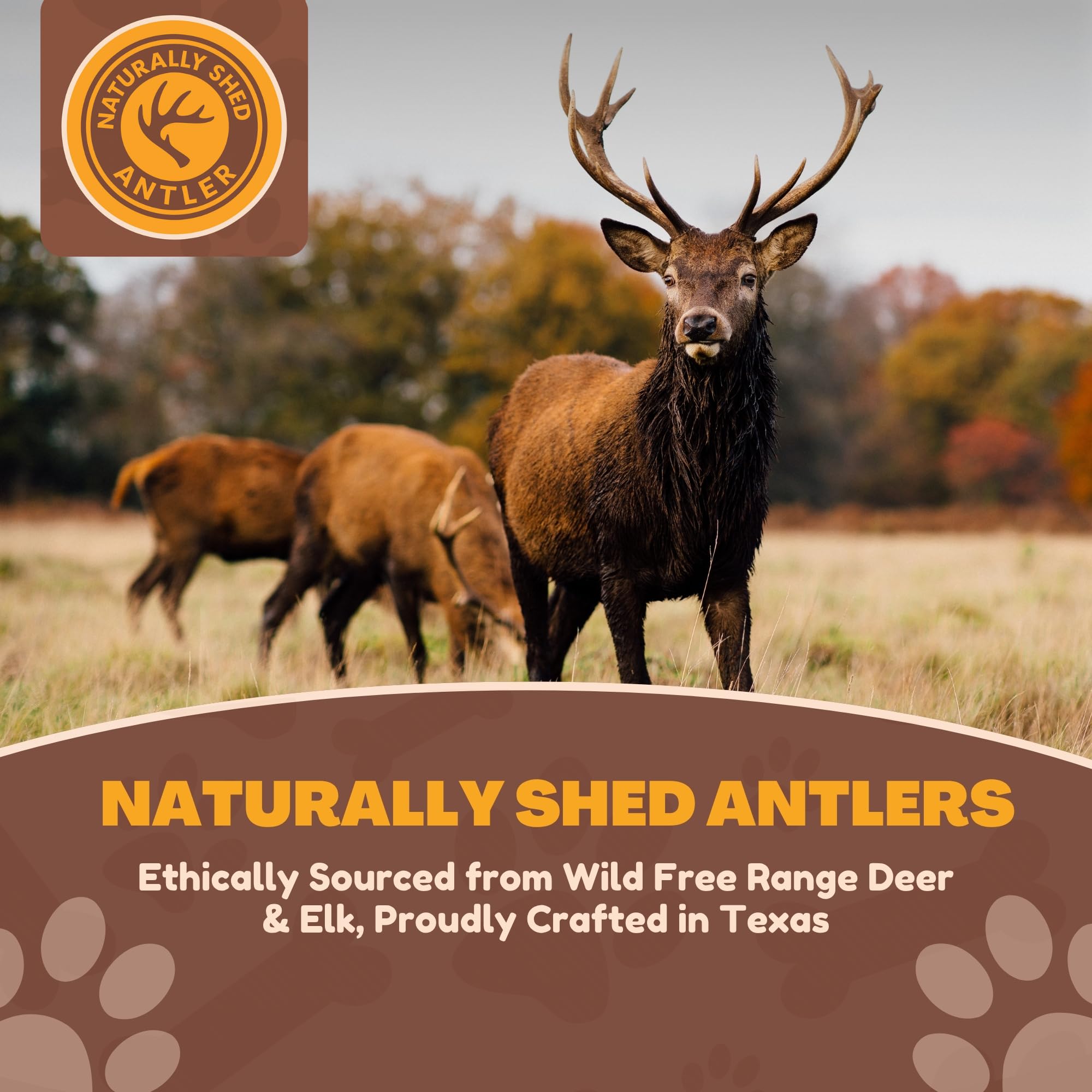 Whitetial Naturals – Lot de 3 boîtes à mâcher en bois de cerf et d'élan pour chien