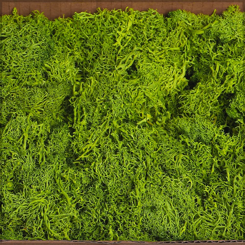 YATAI Natural Preserved Moss Grass For Orchids Flowers Artificial Plants Landscaping Decor Moss Grass For Hanging Basket Background Wall Decoration Items Festival Ornaments (g-yellow)