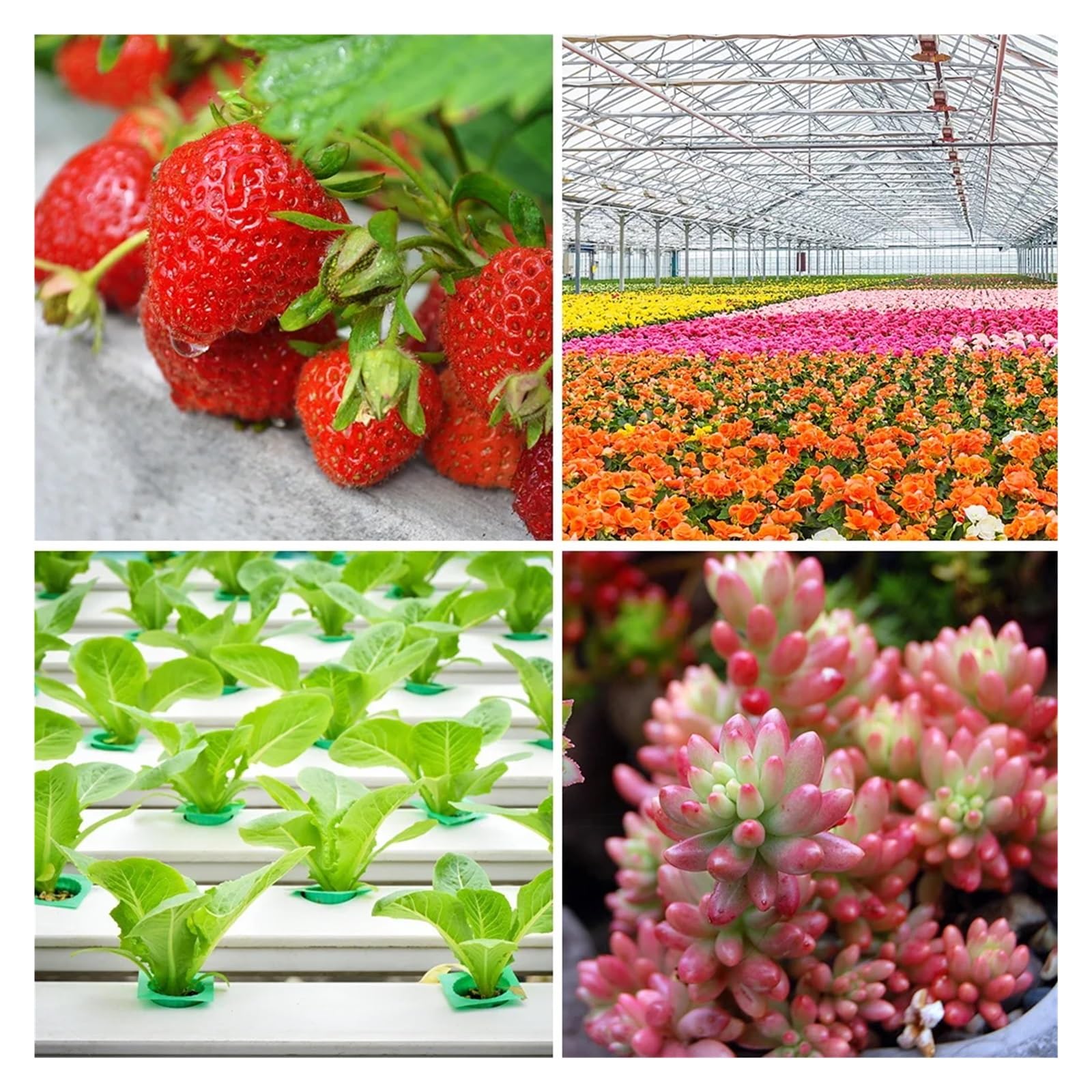 Lámpara de cultivo, Luz LED de cultivo de espectro completo, tablero cuántico, Phytolamp, lámpara de planta hidropónica de interior for verduras, invernadero de cultivo de flores(500W Full spectrum)