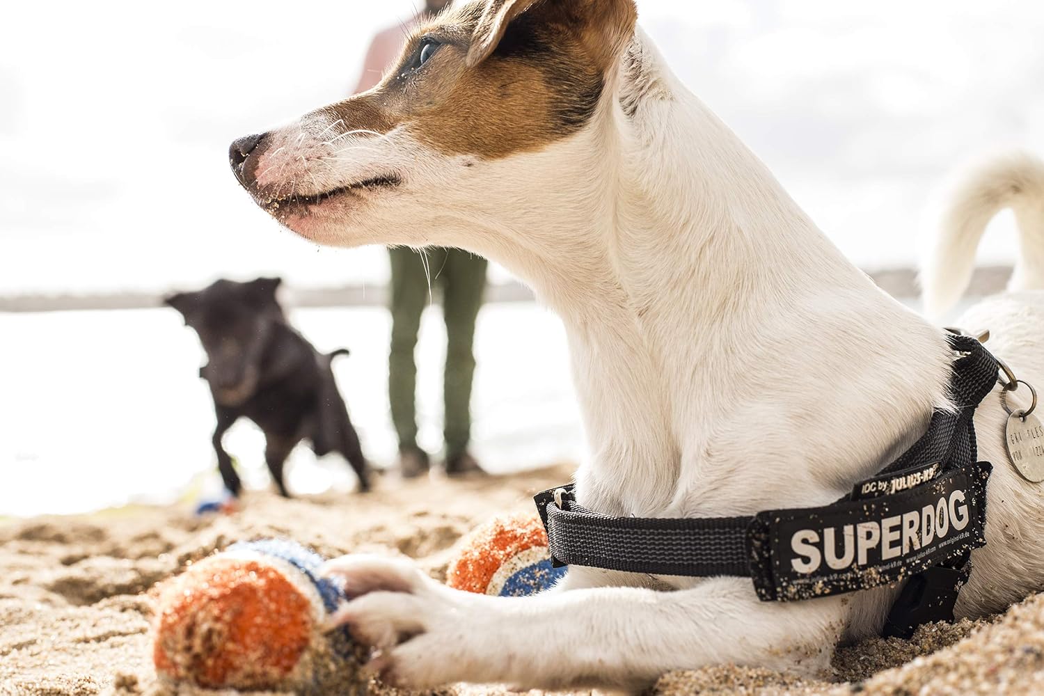 Julius-K9, IDC Color & Gray Belt Harness, Size: S / Mini, Black-Gray 5 81J ti014vL. AC SL1500