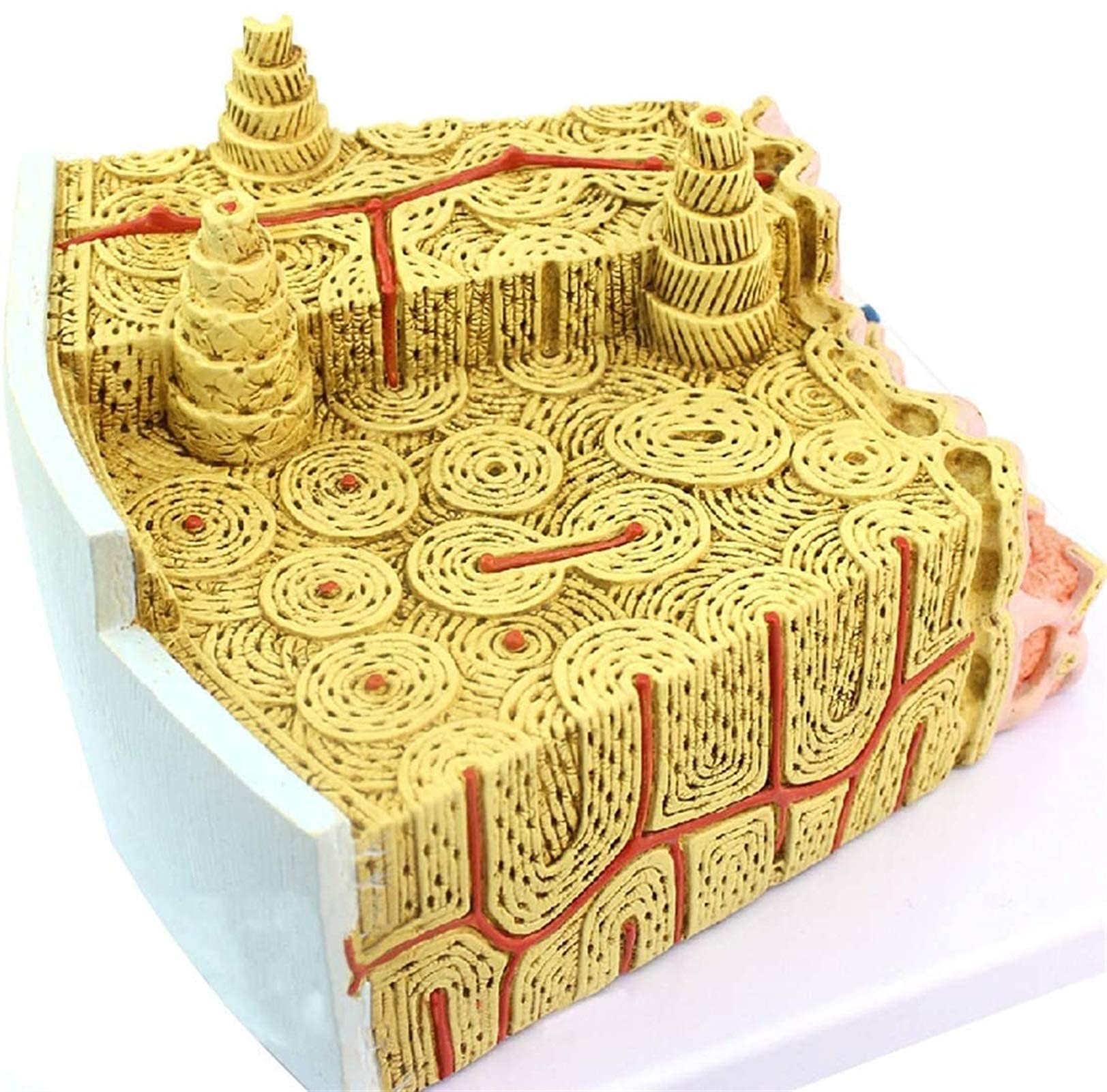 Teaching Model Demonstration Anatomy Science Anatomy Education Model - 10 Study Model Human Eyeball Model Eye Model Sensory Organ Model Eyeball and Orbit Model Eye Enl