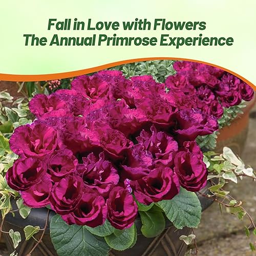 Miniatura 6 de Outsidepride Primula Acaulis - Flores de jardín moradas de onagra común para camas, bordes y recipientes, 20 semillas