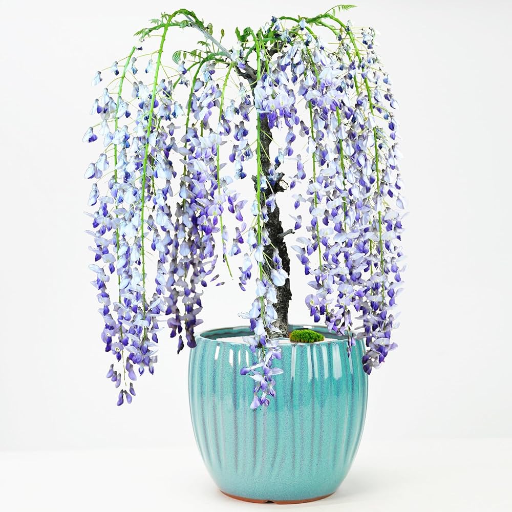 Amazon | 盆栽妙 一才藤 藤 花 鉢植え フラワーギフト 観葉植物 | 盆栽