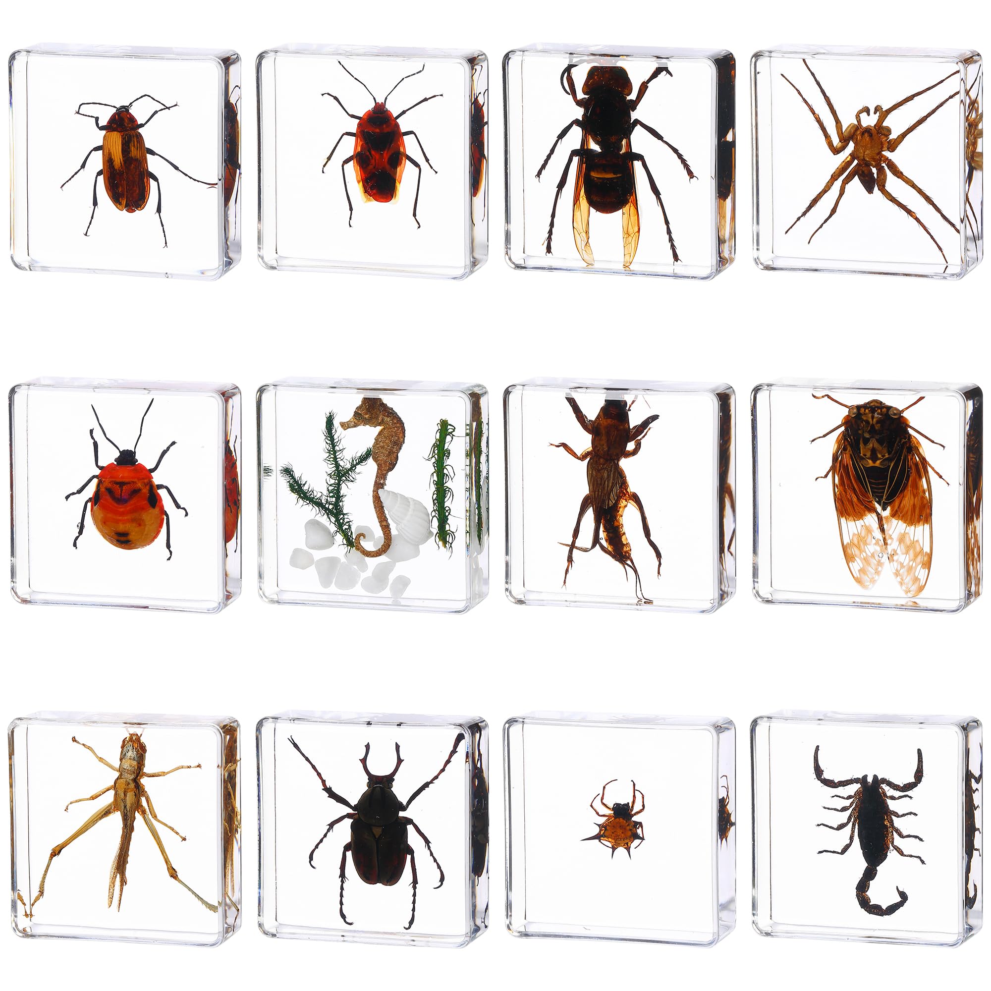 20 Pieces Of Resin Insects Preserved Specimens Collection