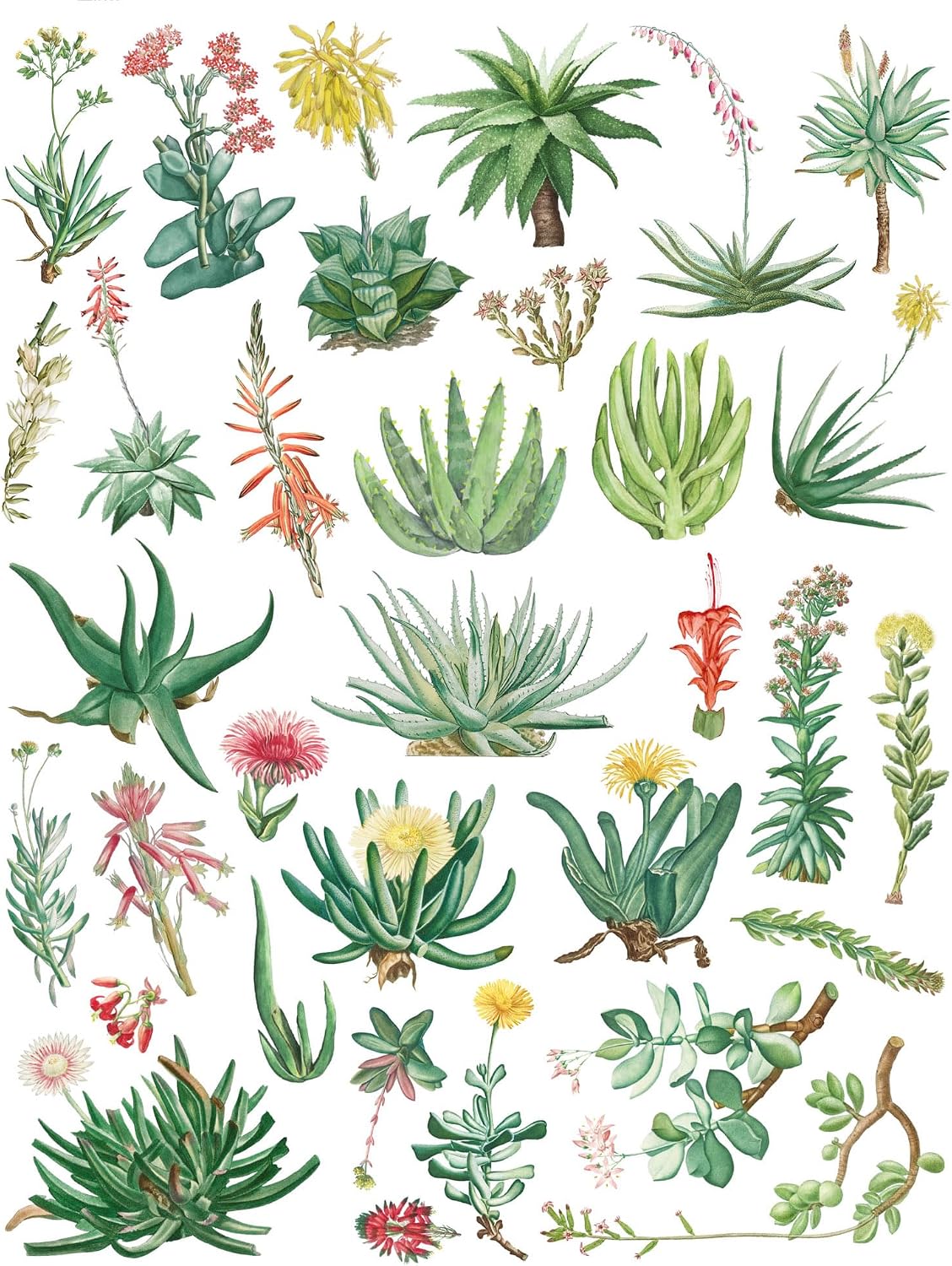 Stickers Pack (Over 150 Stickers) Arid Allure: Eclectic Collection of Succulent Stickers Featuring Aloe, Yucca, and Vibrant Echeveria Blossoms ~ Removable White Vinyl Hologram Transparent image 3