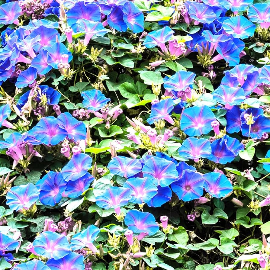 琉球ガラス 花 朝顔セット あさがお 4色11本 琉球ガラス 花 朝顔セット