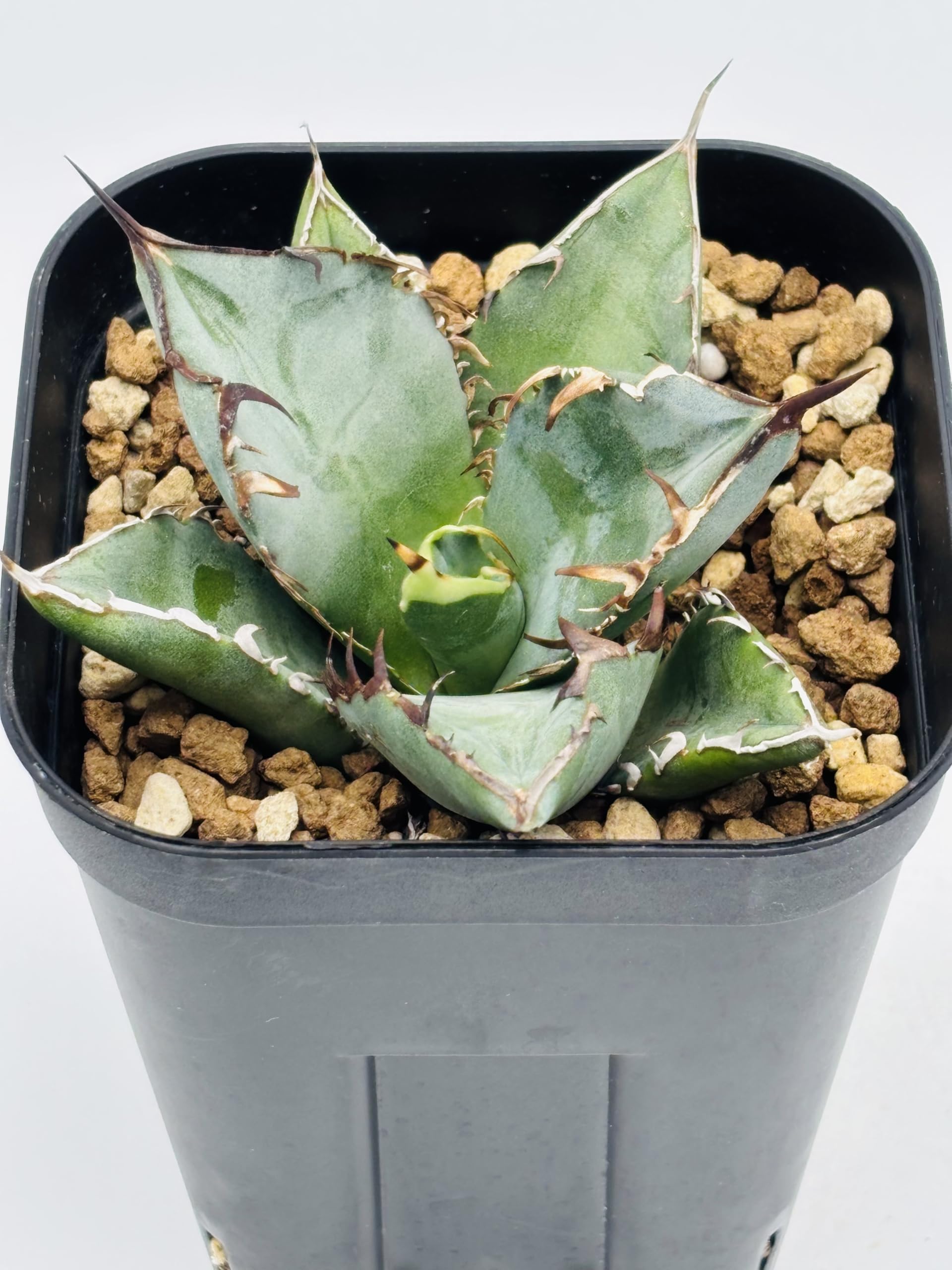 アガベ チタノタ 黒鯨の親株 Amazon｜アガベ チタノタ 黒鯨/Agave titanota 'Black Whale'/観葉植物