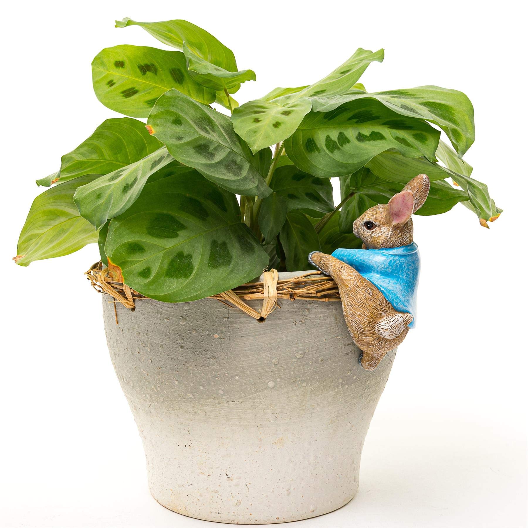 Pot Buddies Beatrix Potter Pierre Lapin Figurine Grimpante Pot de Fleurs à Suspendre - Figurine de Jardin Fabriquée à la Main - Figurine Décorative de Pot de Fleurs pour l’Extérieur ou l’Intérieur