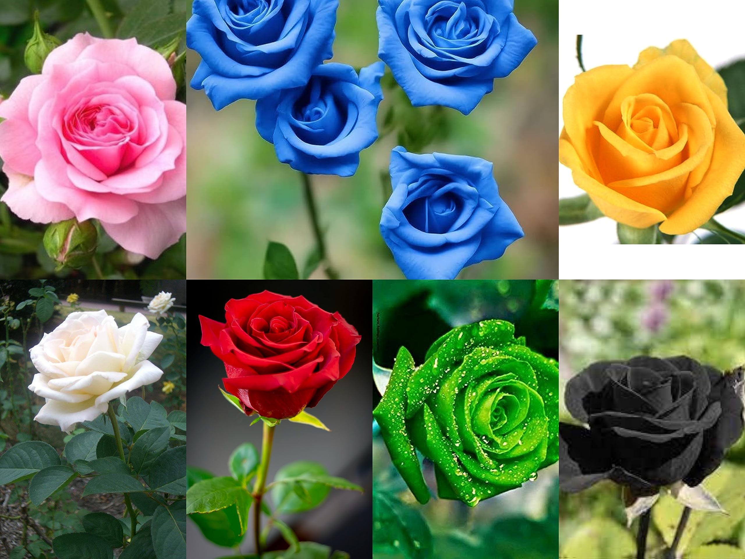 7 Multicolor Rose Gulab Flower Seeds, 105+ Seeds (Red, Blue, White, Black, Green, Pink, Yellow 15+ Seeds Each) (B0CGFY8P1P) Amazon Price History, Amazon Price Tracker